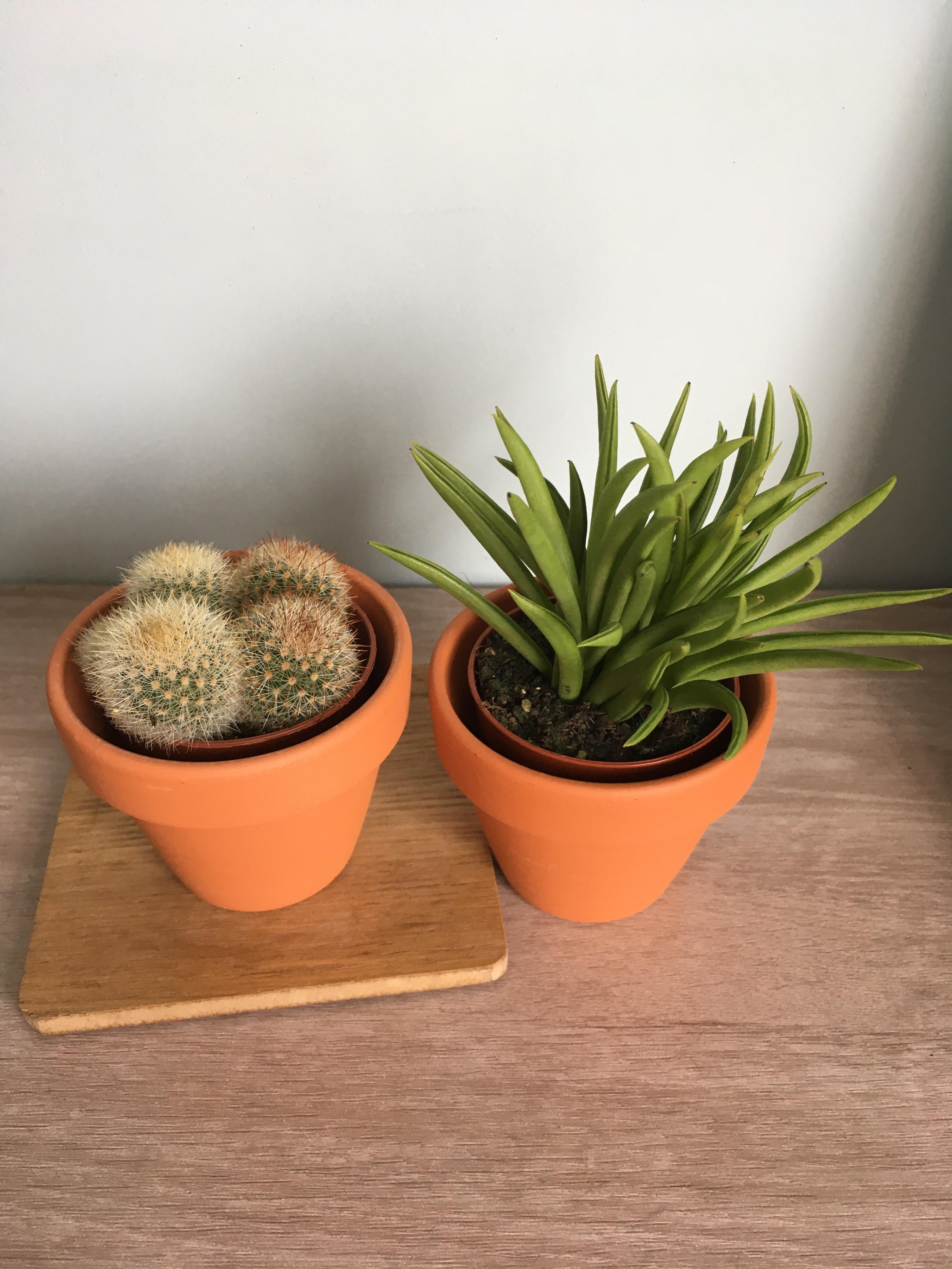 £1 plants in poundland! they had a variety of cacti and succulents, all