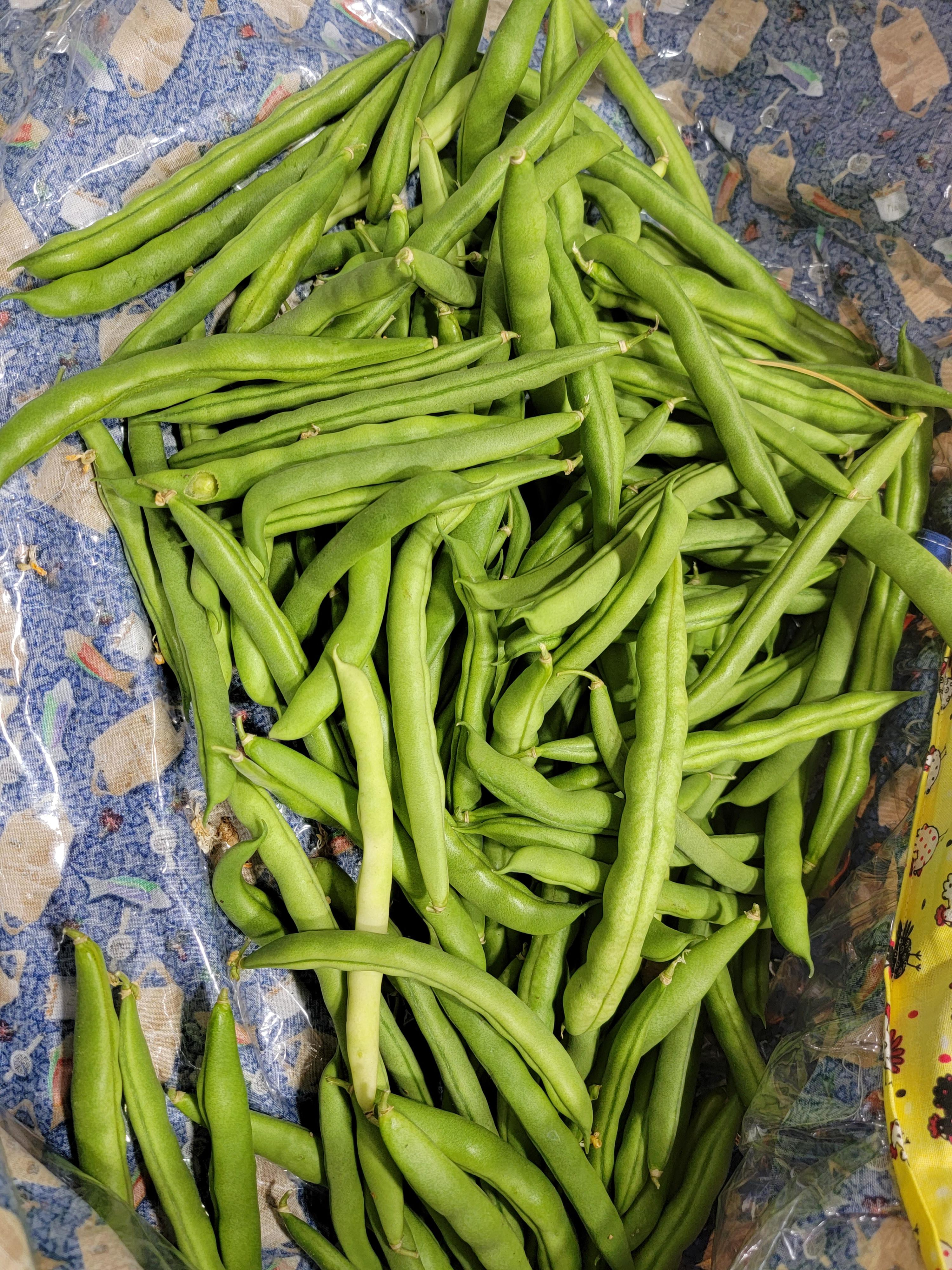 blue lake green beans r/gardening