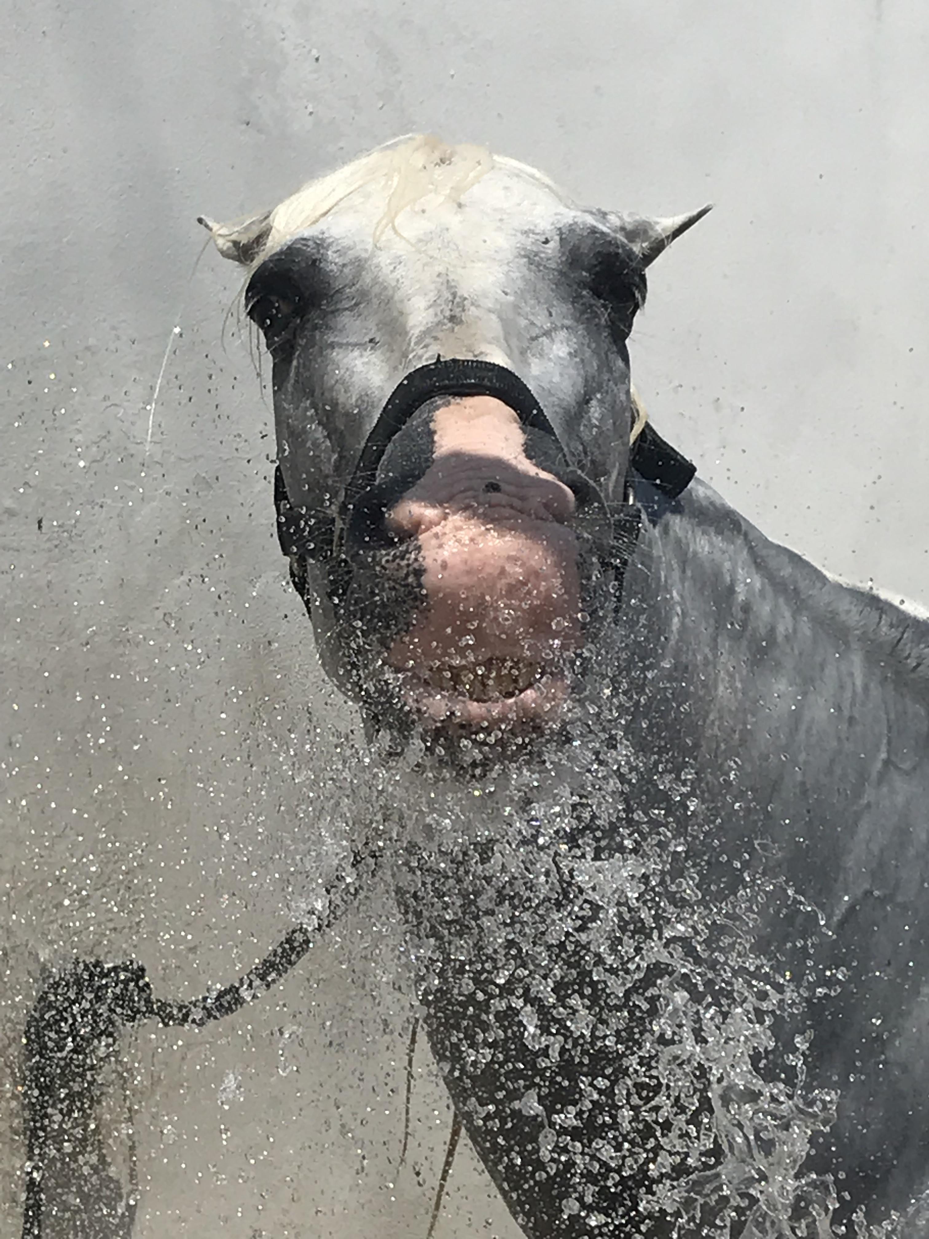 Cooling down on a hot day. r/Horses