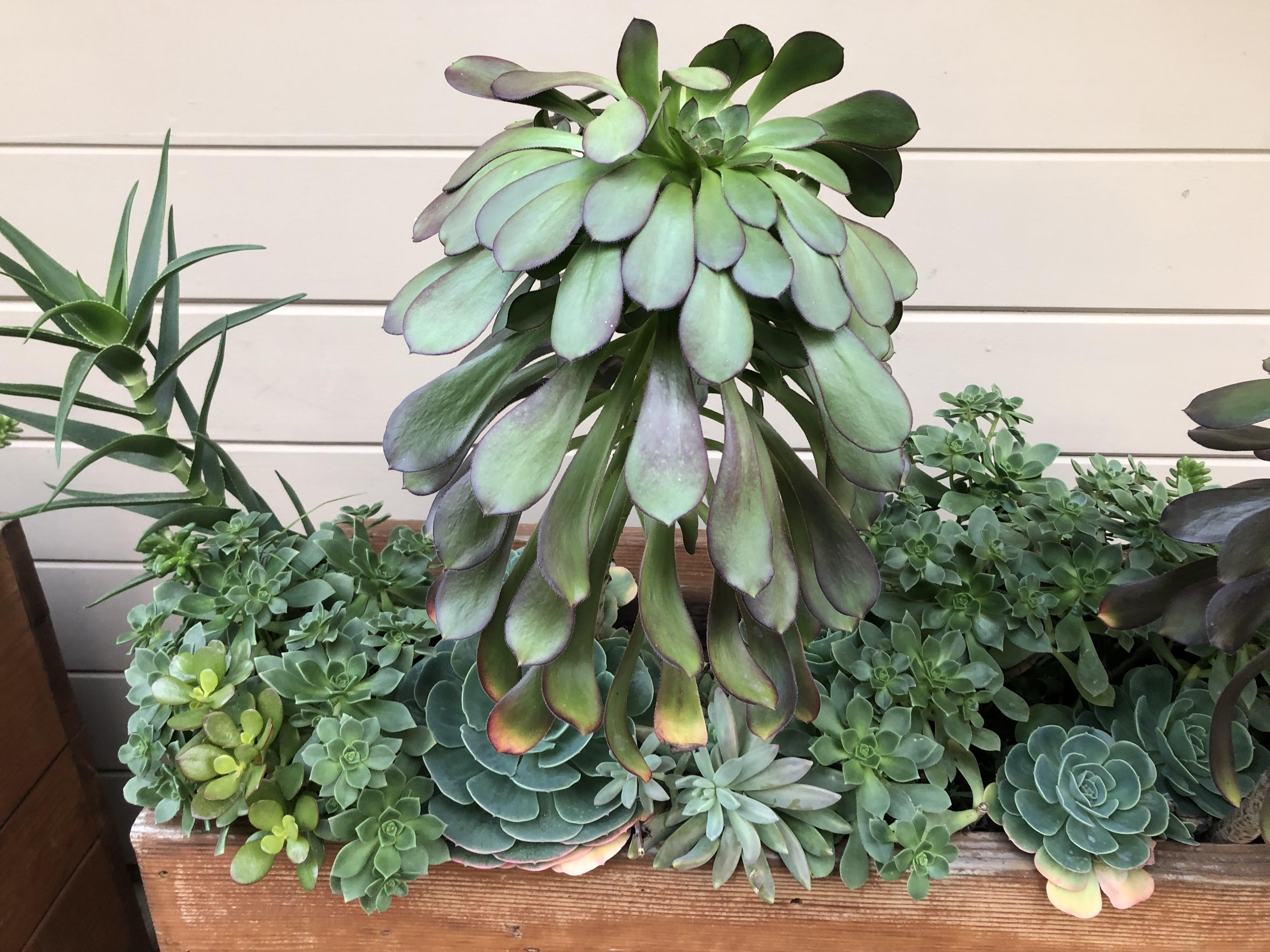 This succulent gets droopy and then perks back up later? Any ideas why