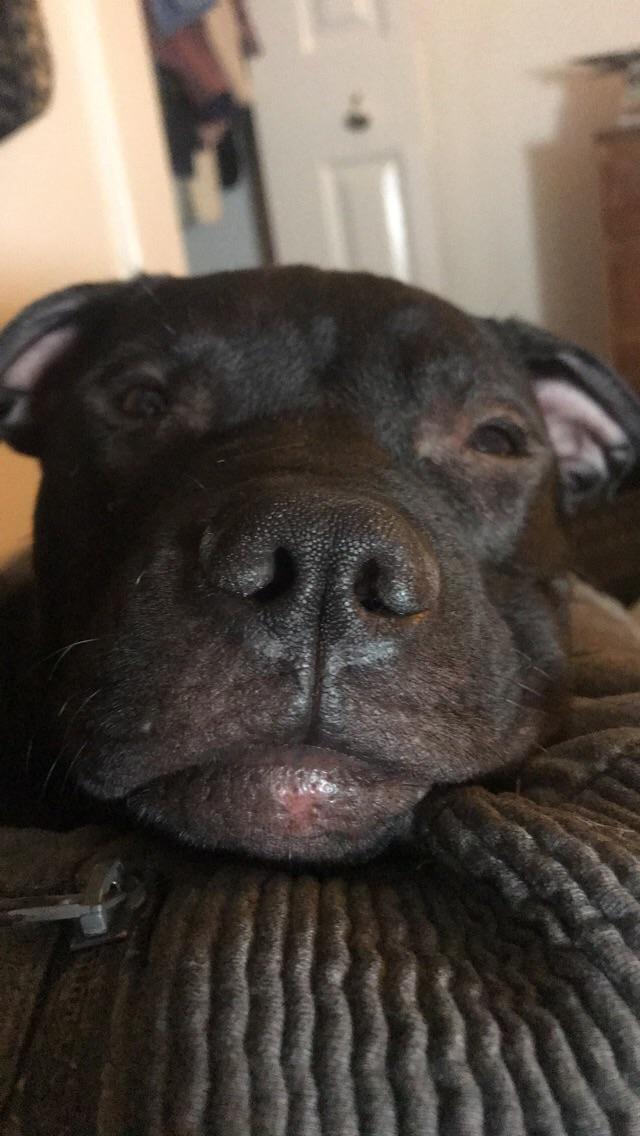 Baby girl got a rug burn from a couch face plant 😮 r/pitbulls