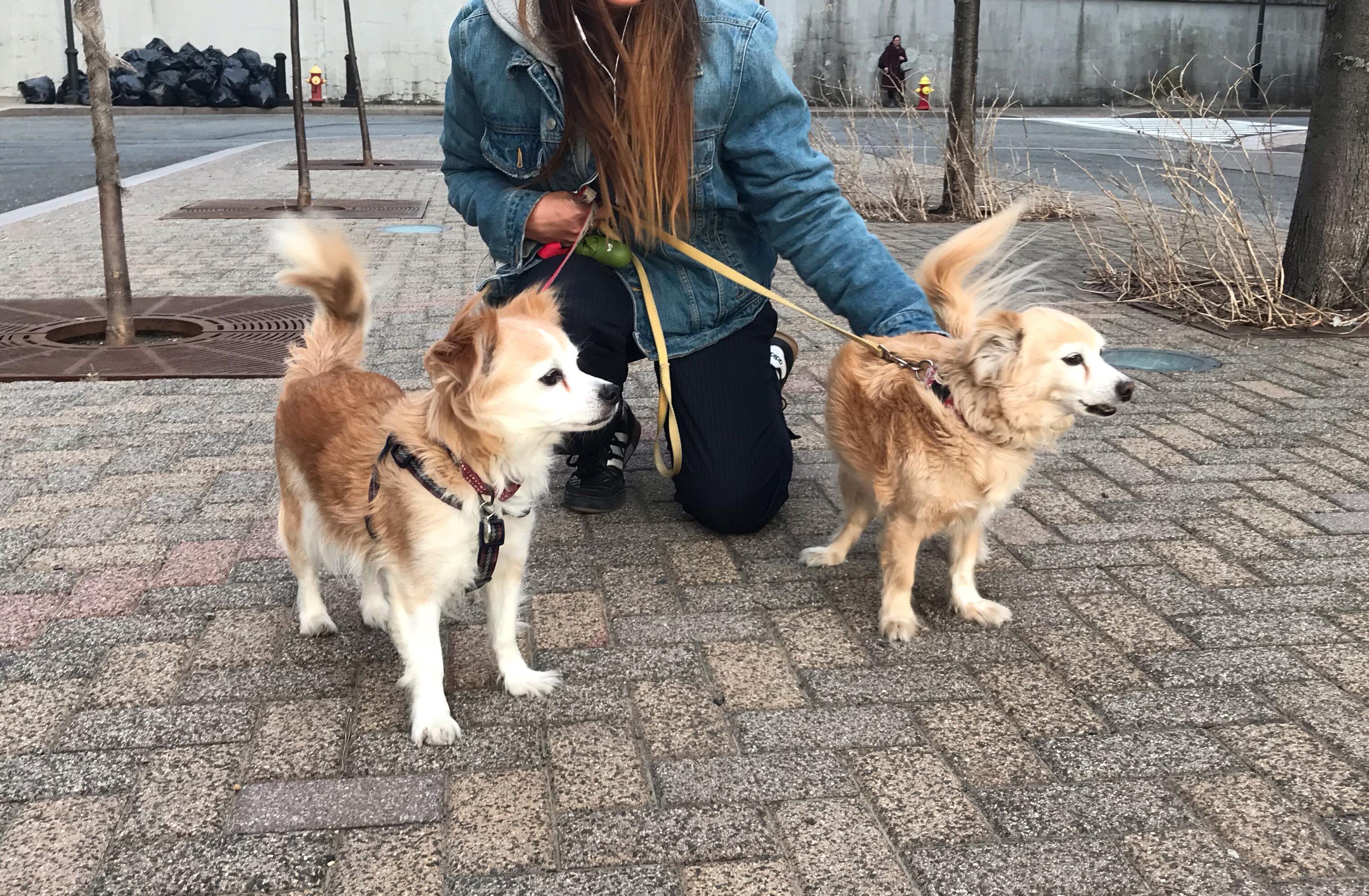 Yesterday, my dog ran into the older version of himself. r