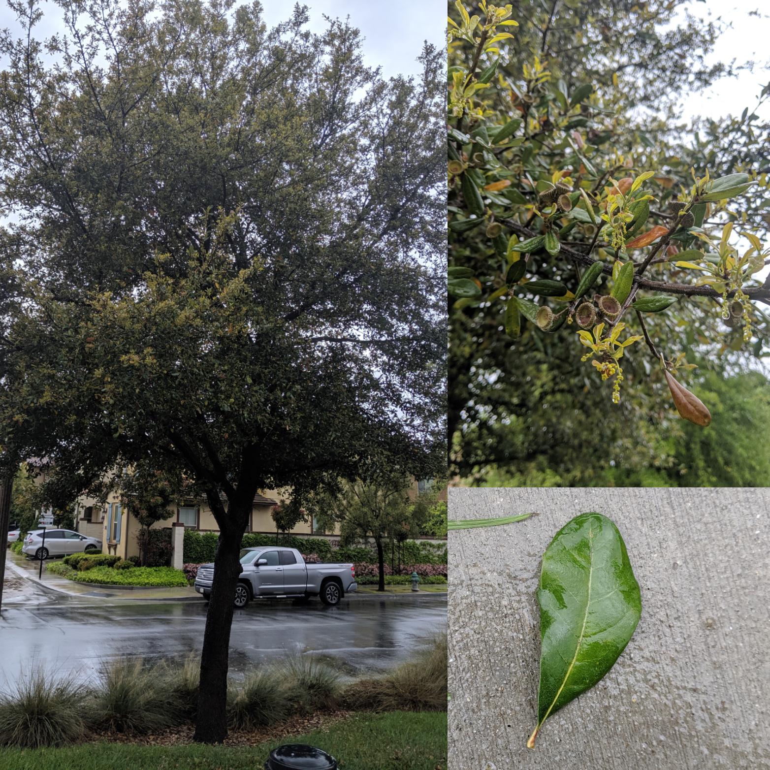 What tree is this? Orange County, CA. r/treeidentification