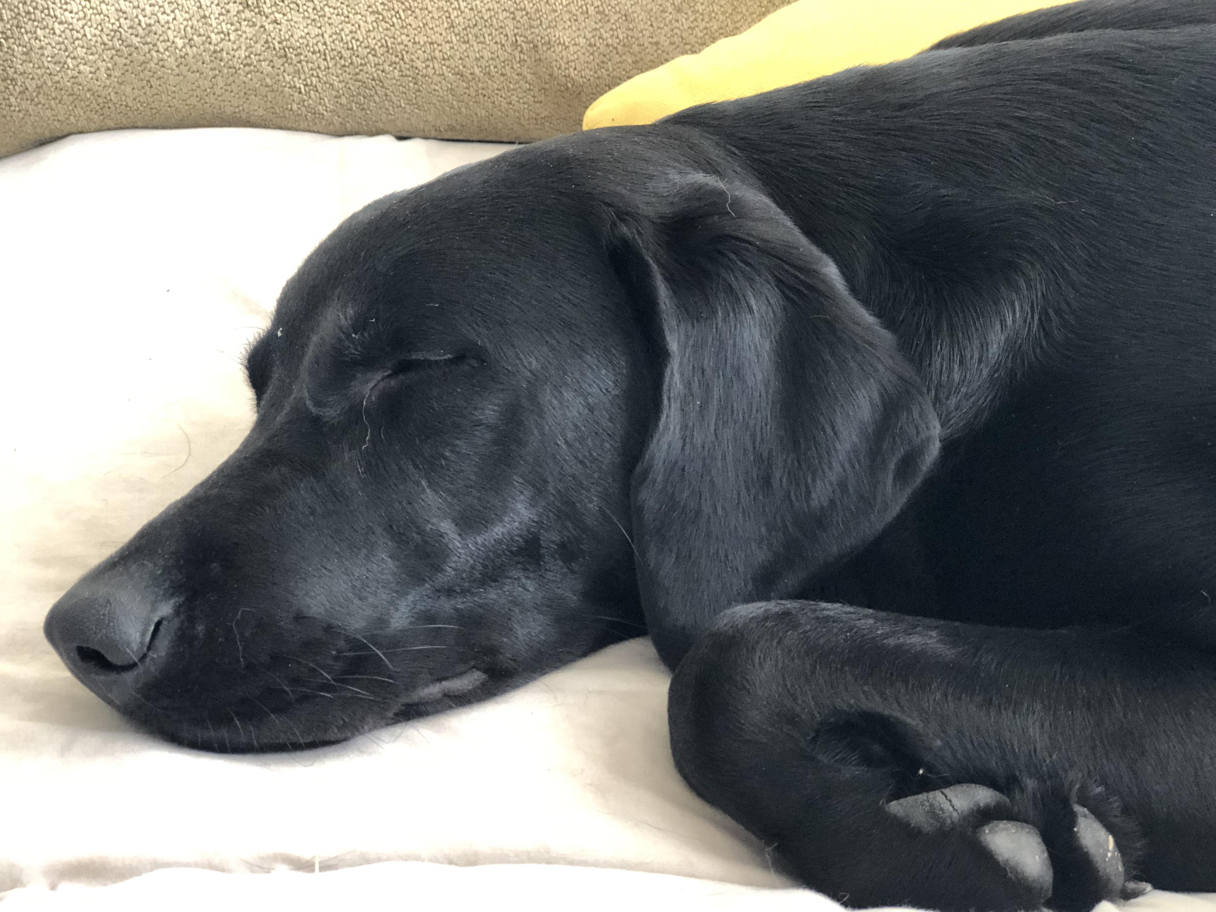 Snoozy beans. r/labrador