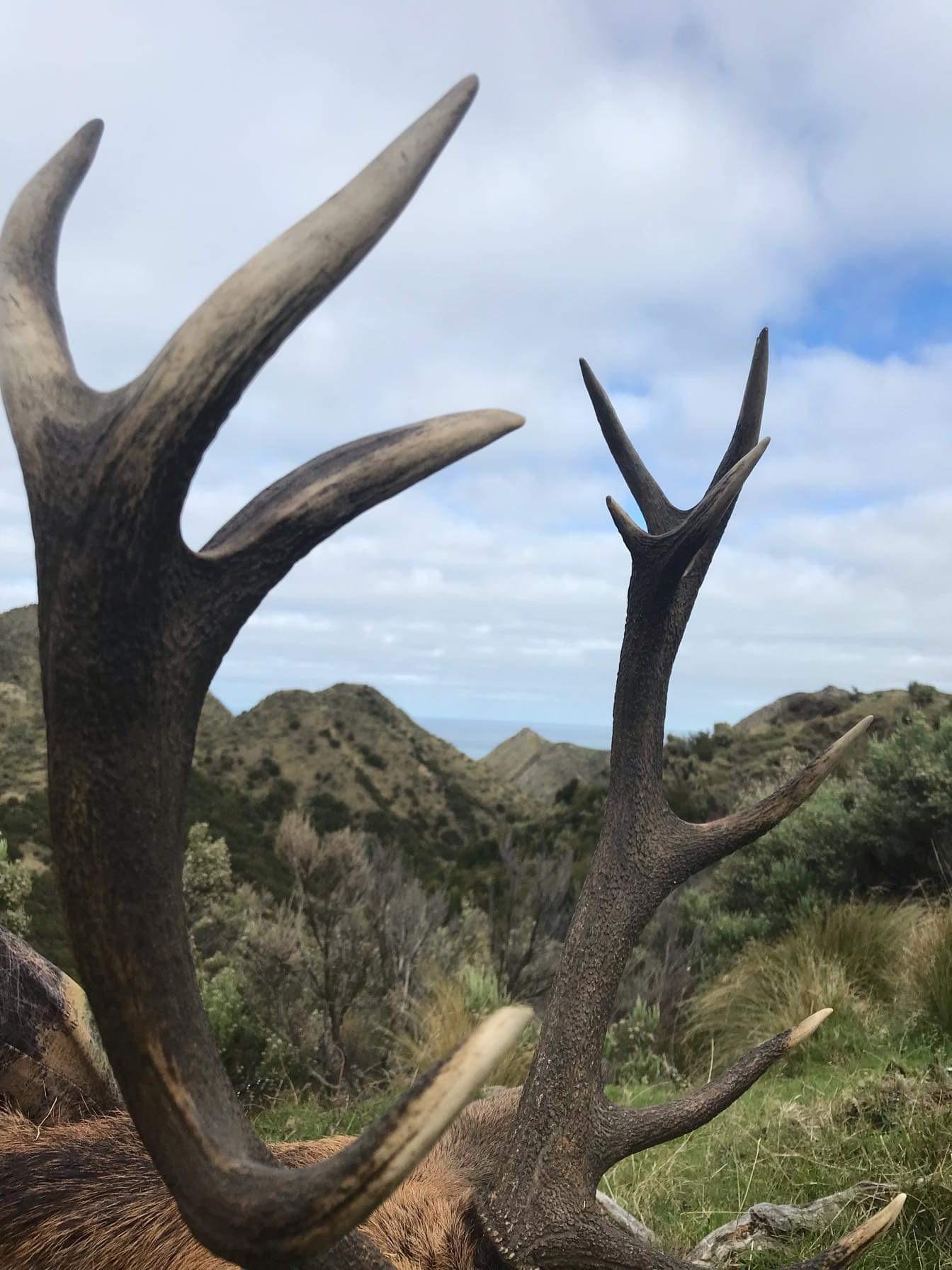 Good morning hunt r/Hunting