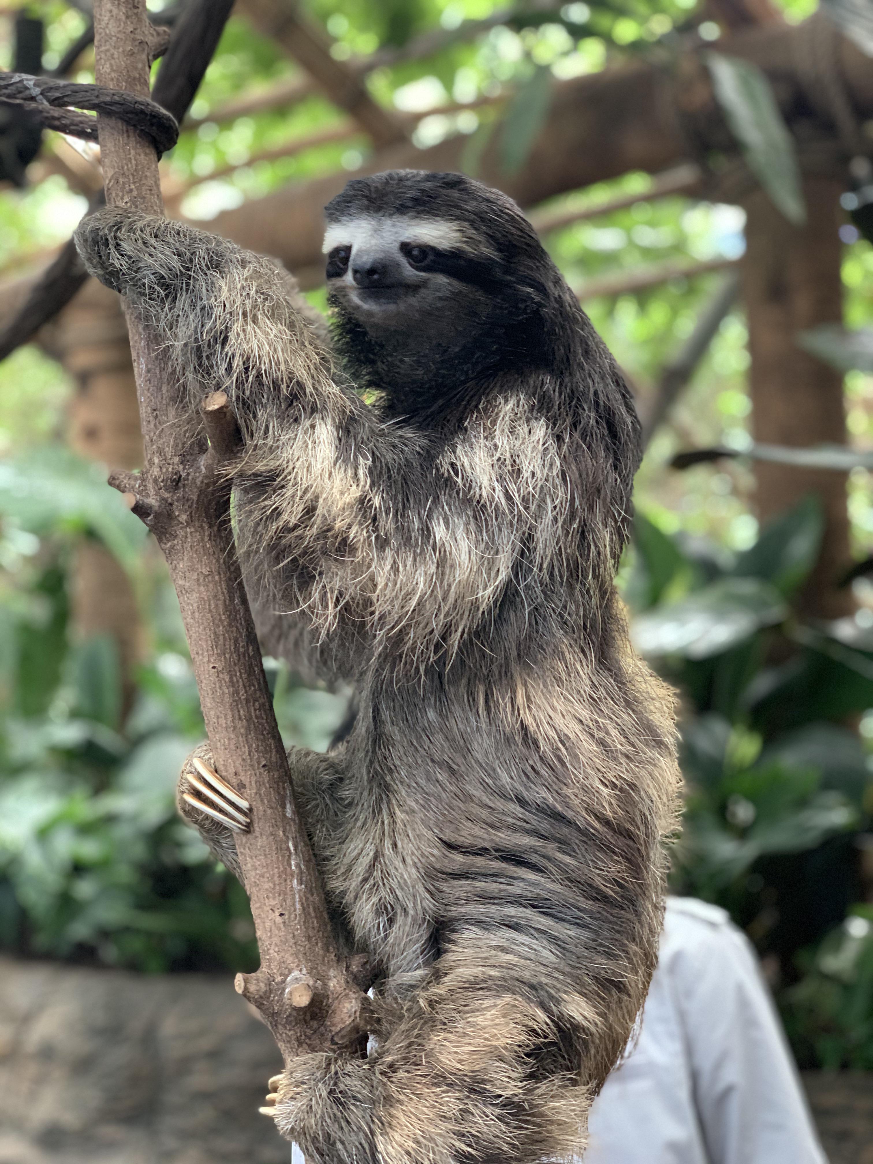 Dallas aquarium has a very friendly sloth r/sloths