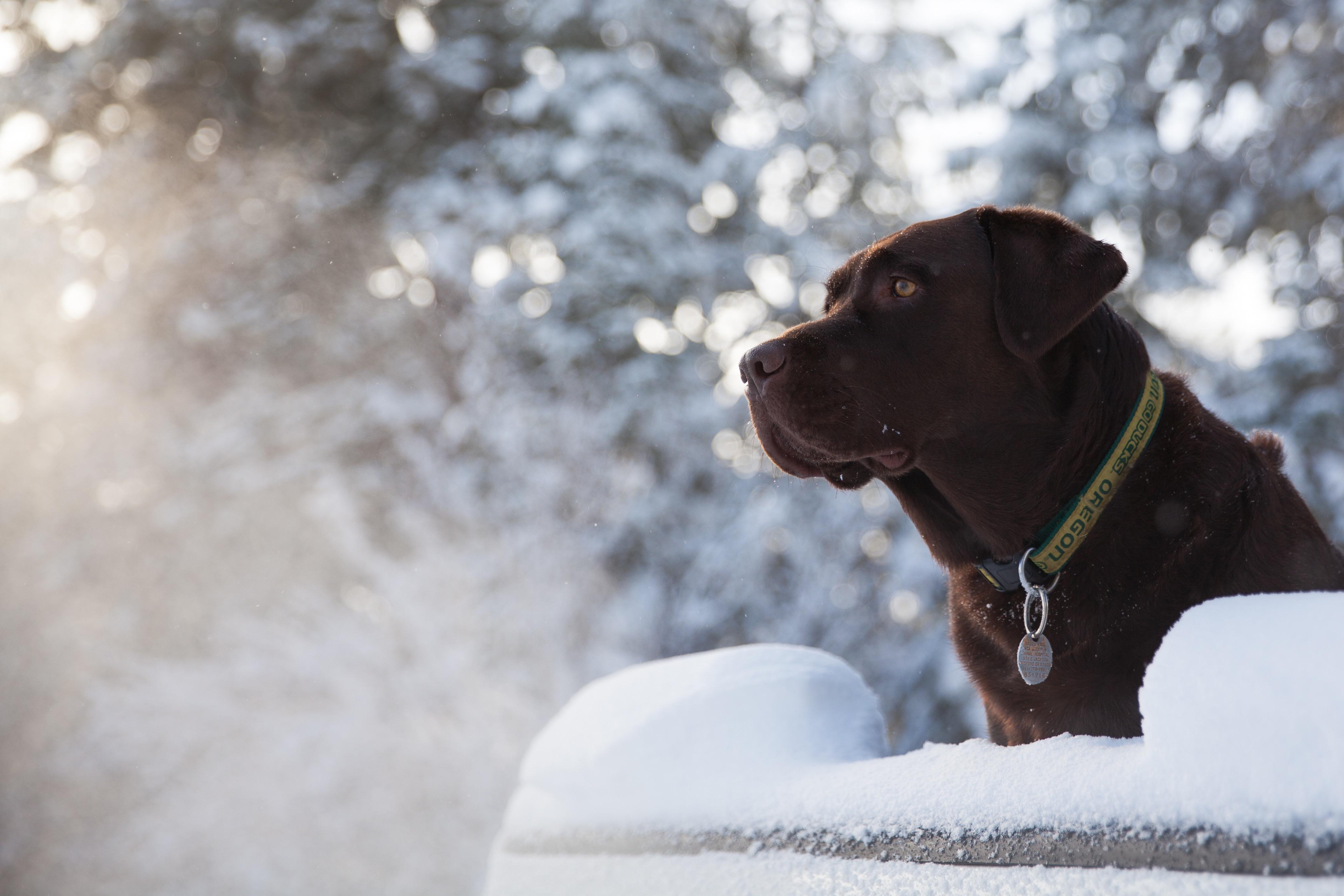 [Hiring] I would like someone to paint our best bud Hank who recently