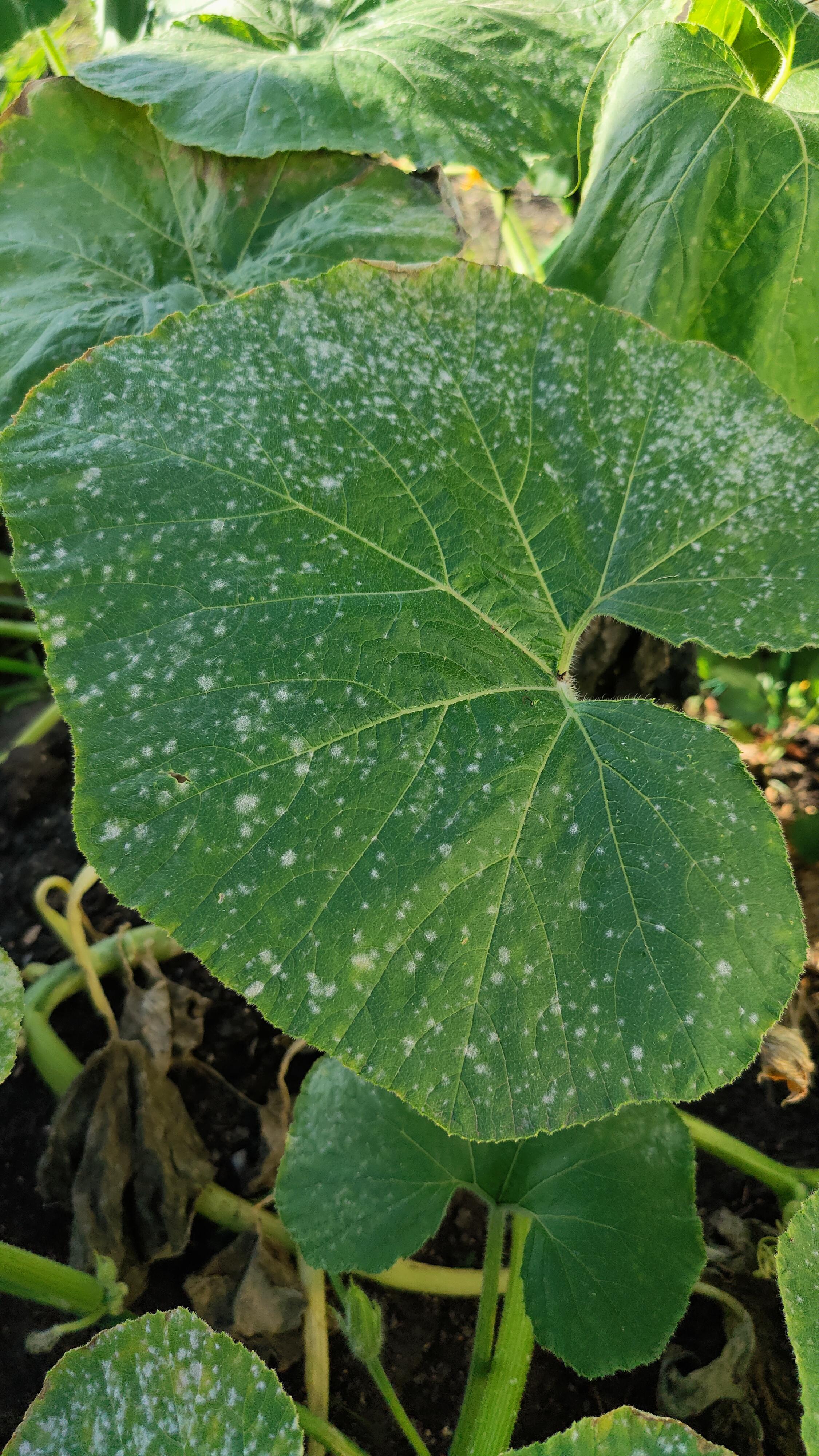 In the past week my pumpkin plant has been getting these white