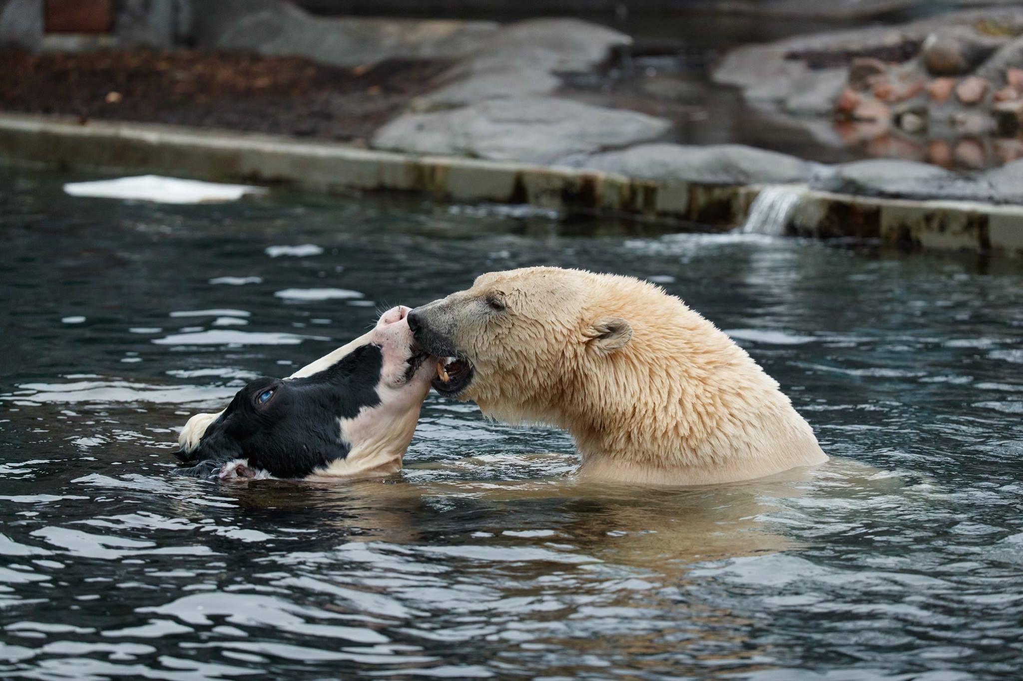 PsBattle Polar bear delicately holding a cow's head in its paws while