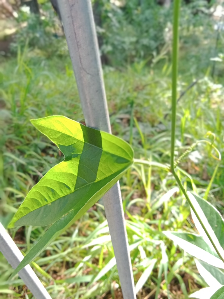 What's the smallest eucalyptus species? australianplants
