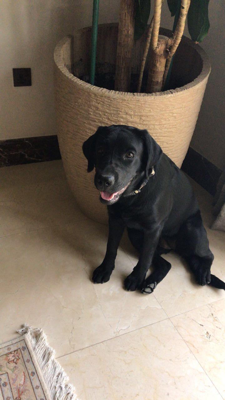 HELP Dog ran away in Barsha 2. Black Labrador called Nala, 9 months