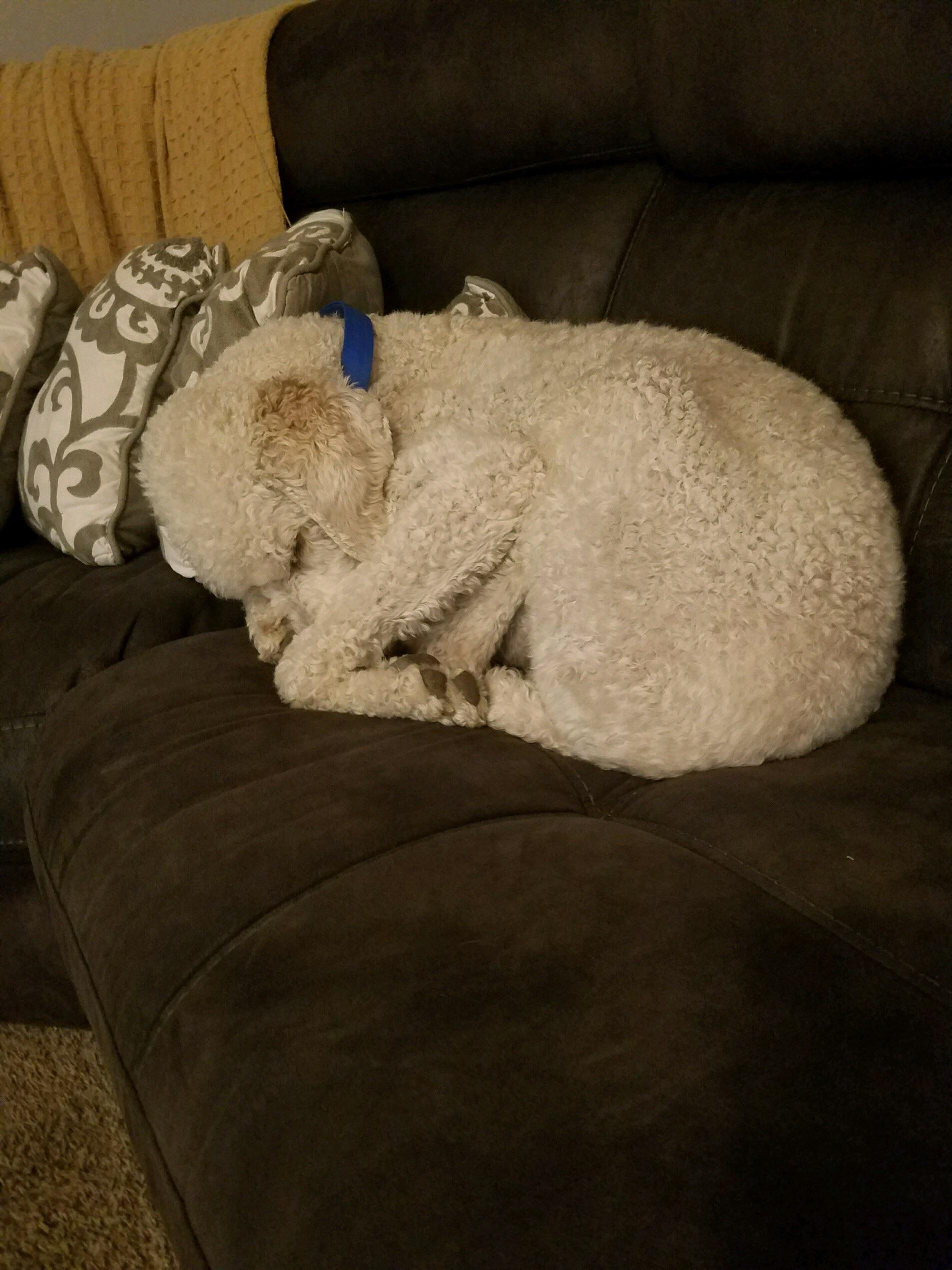 My Labradoodle Scout, sleeping in what seems to be a very position. 65 lbs curled