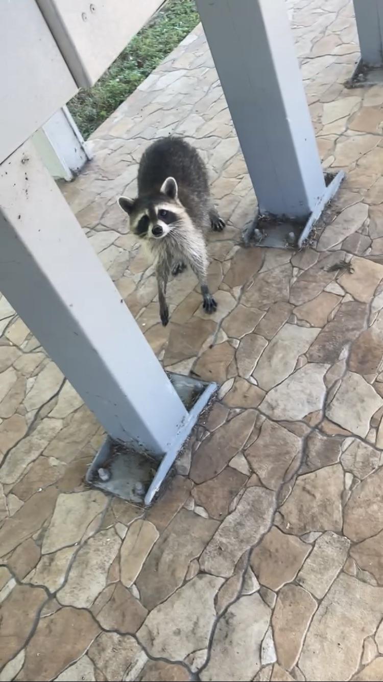 How can I train a raccoon to deliver mail for me?(asking for a friend