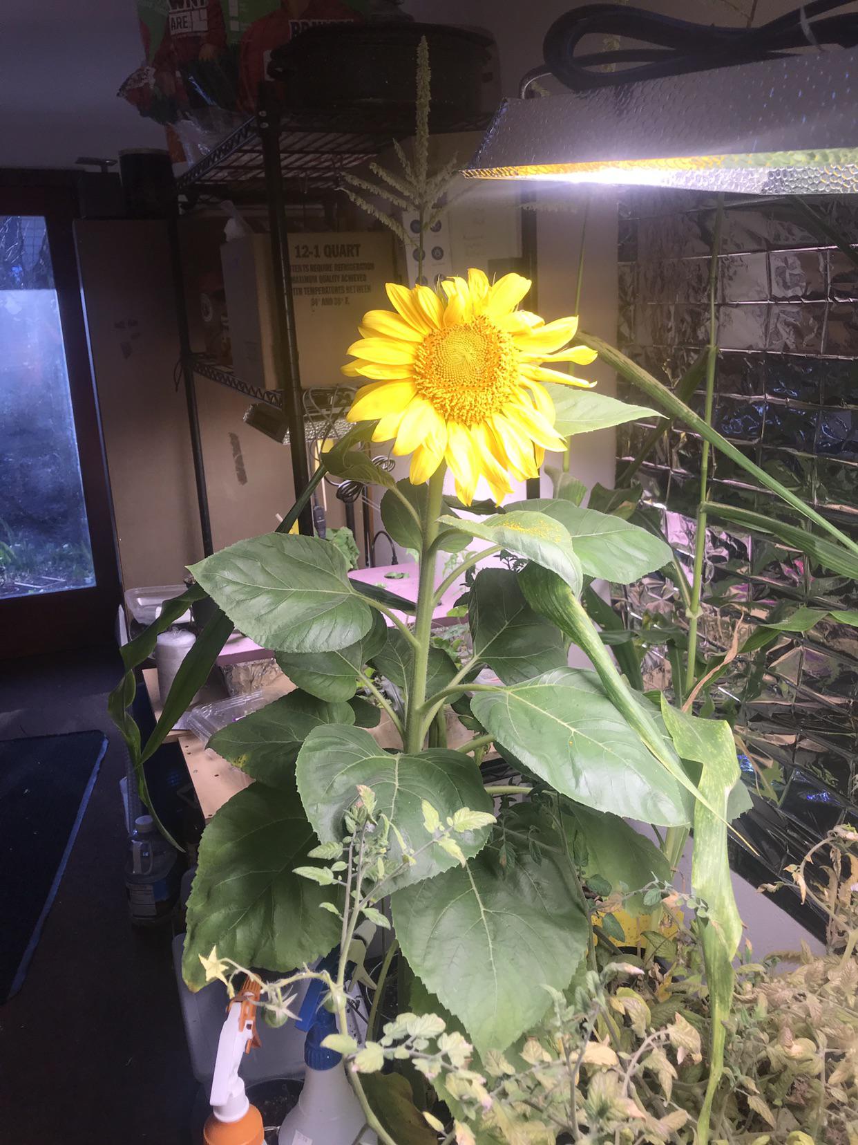 My indoor Sunflower has fully opened! r/gardening