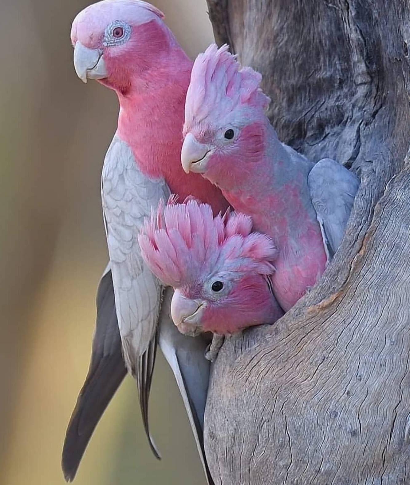 🔥 A trio of Pink Cockatoos r/PartyParrot