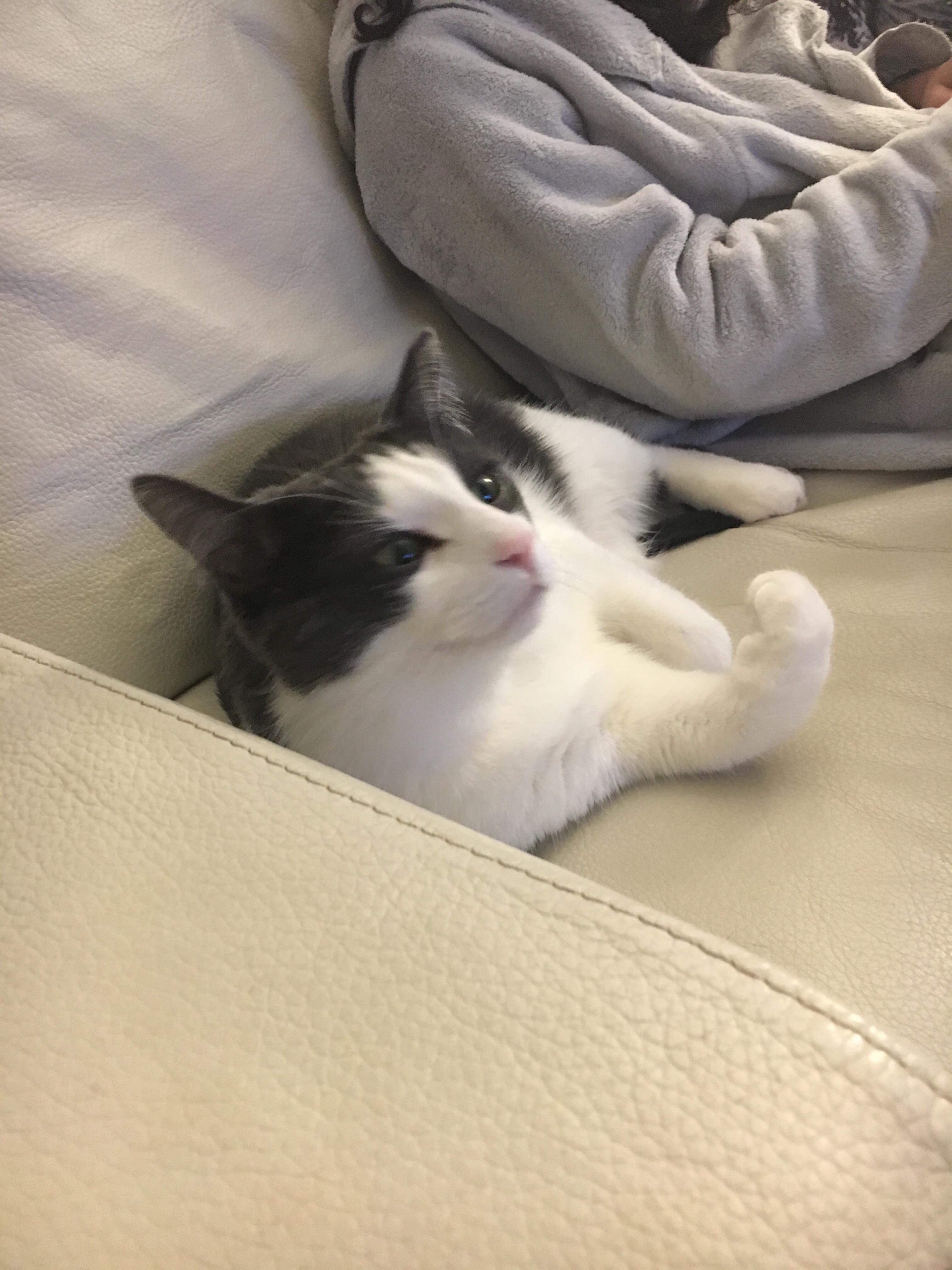 My douche cat flexing r/cats