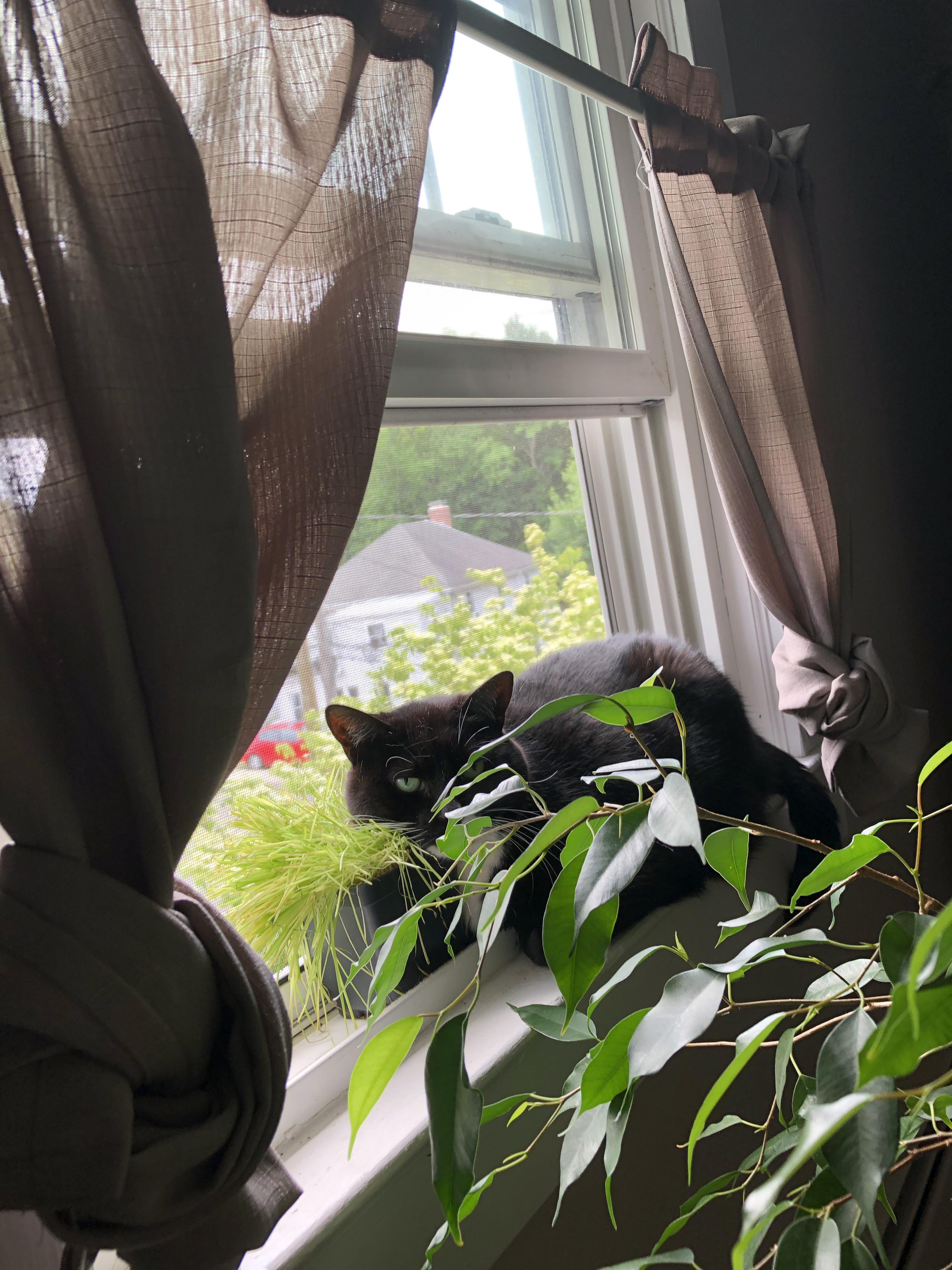 Got my cat her very own plant so she can destroy it and not my others