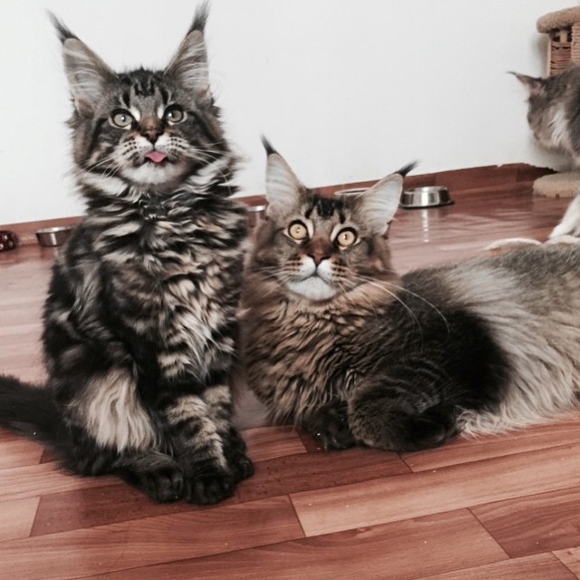 Sweet Maine coon babies Blep! r/Blep