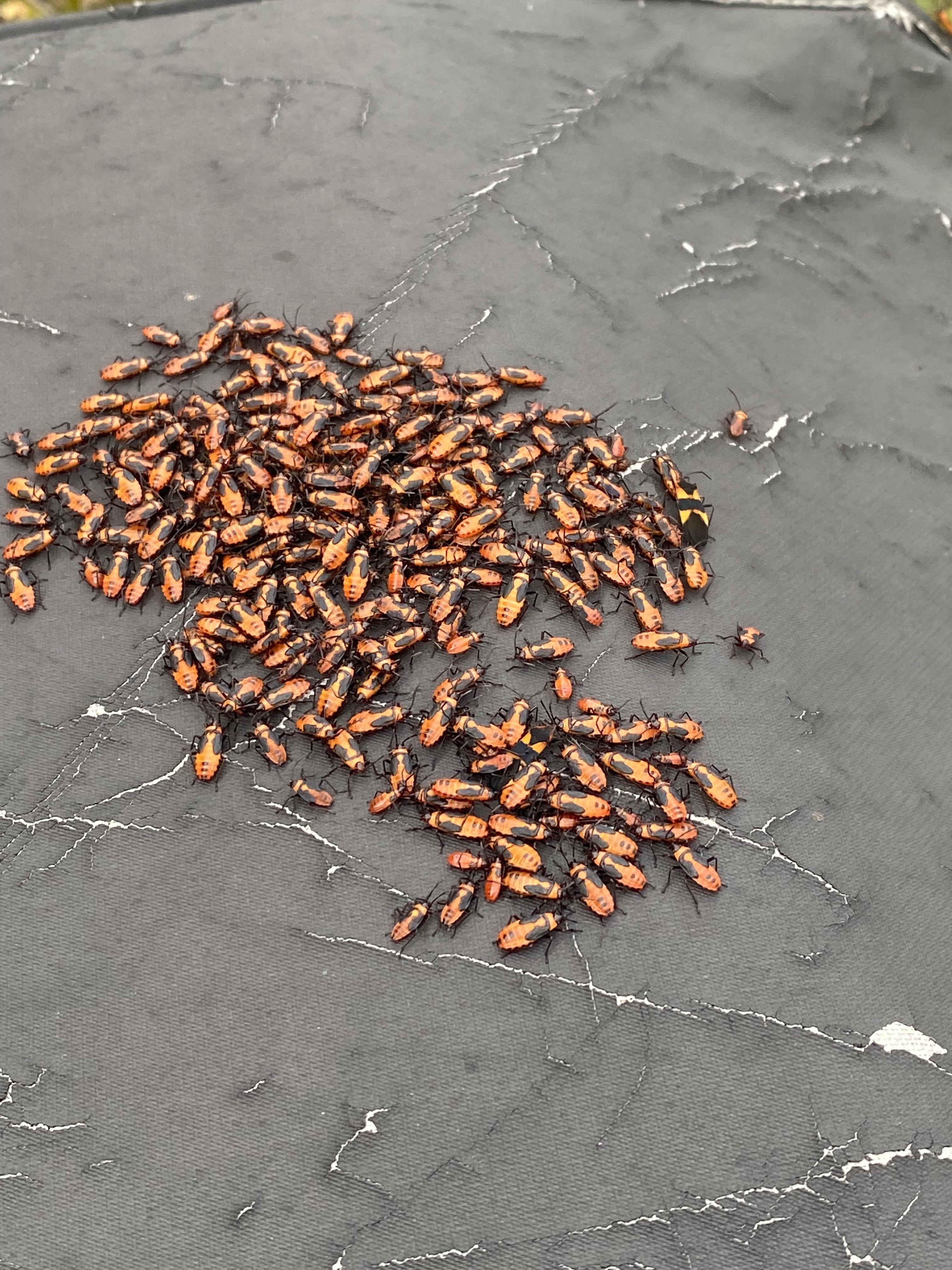 What are these bugs gathering on top of my grill cover? r/whatsthisbug