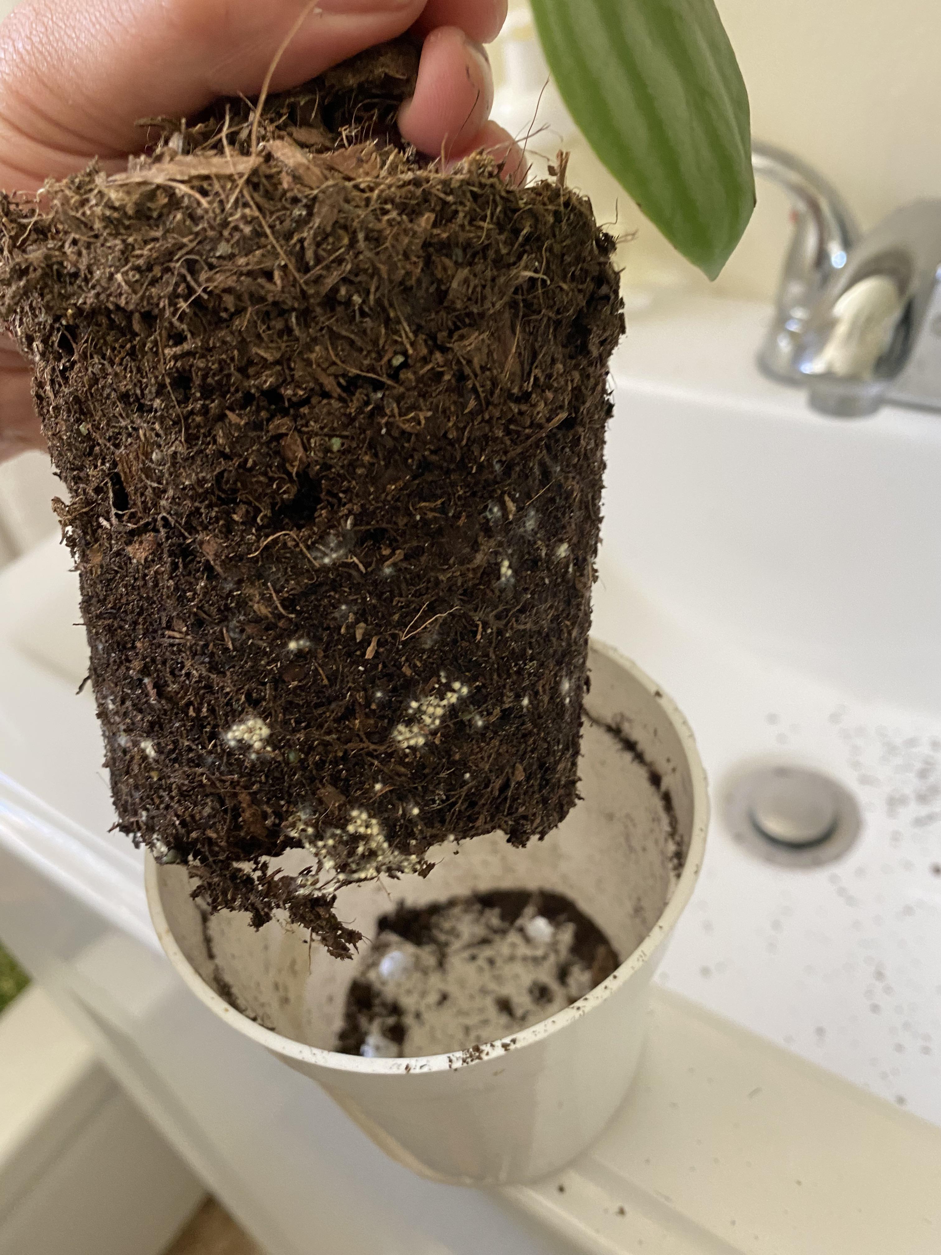 What are these yellow balls in my peperomia melon’s pot? Had a couple