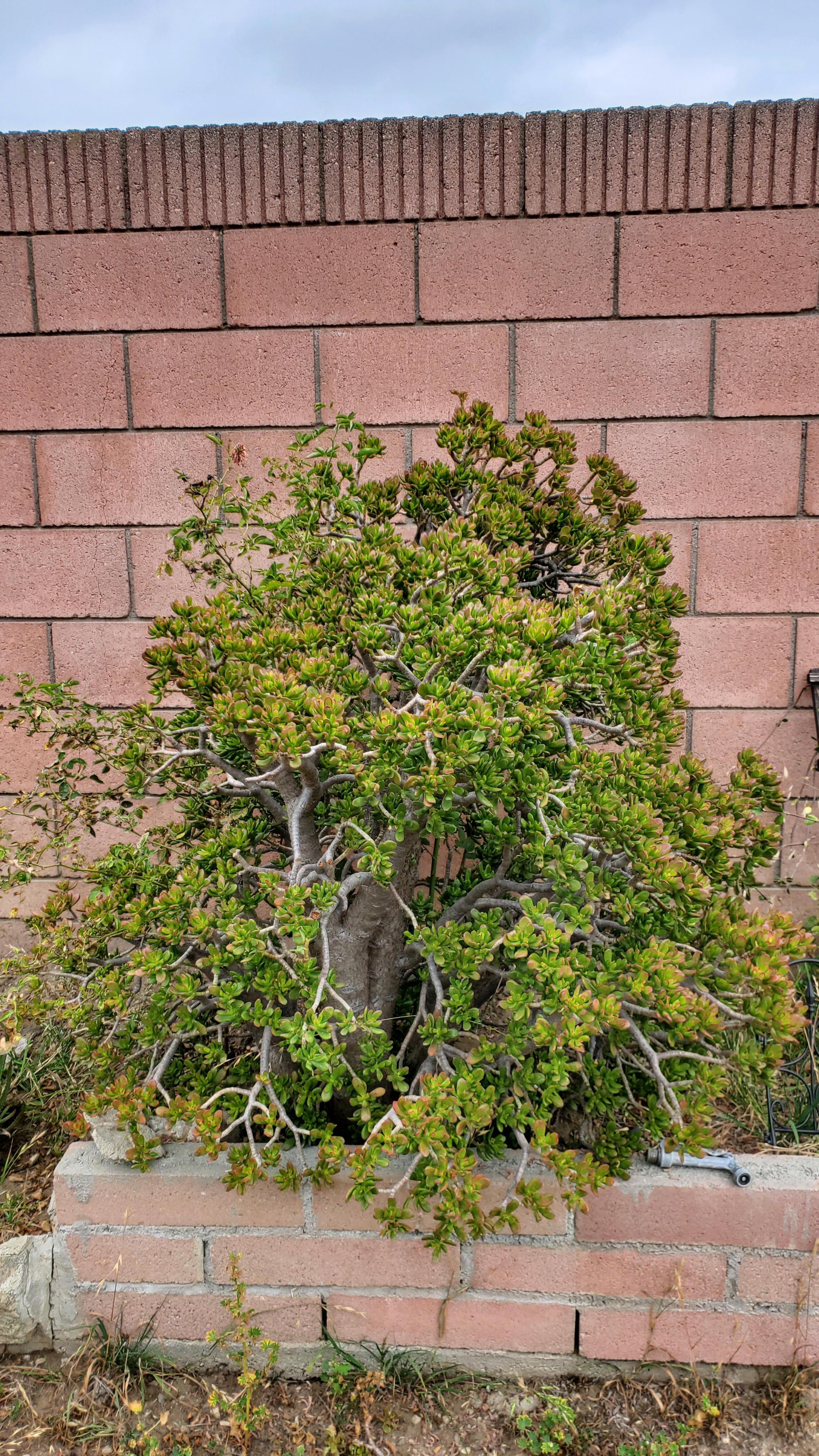 how old is this Jade tree and should I remove it? r/gardening