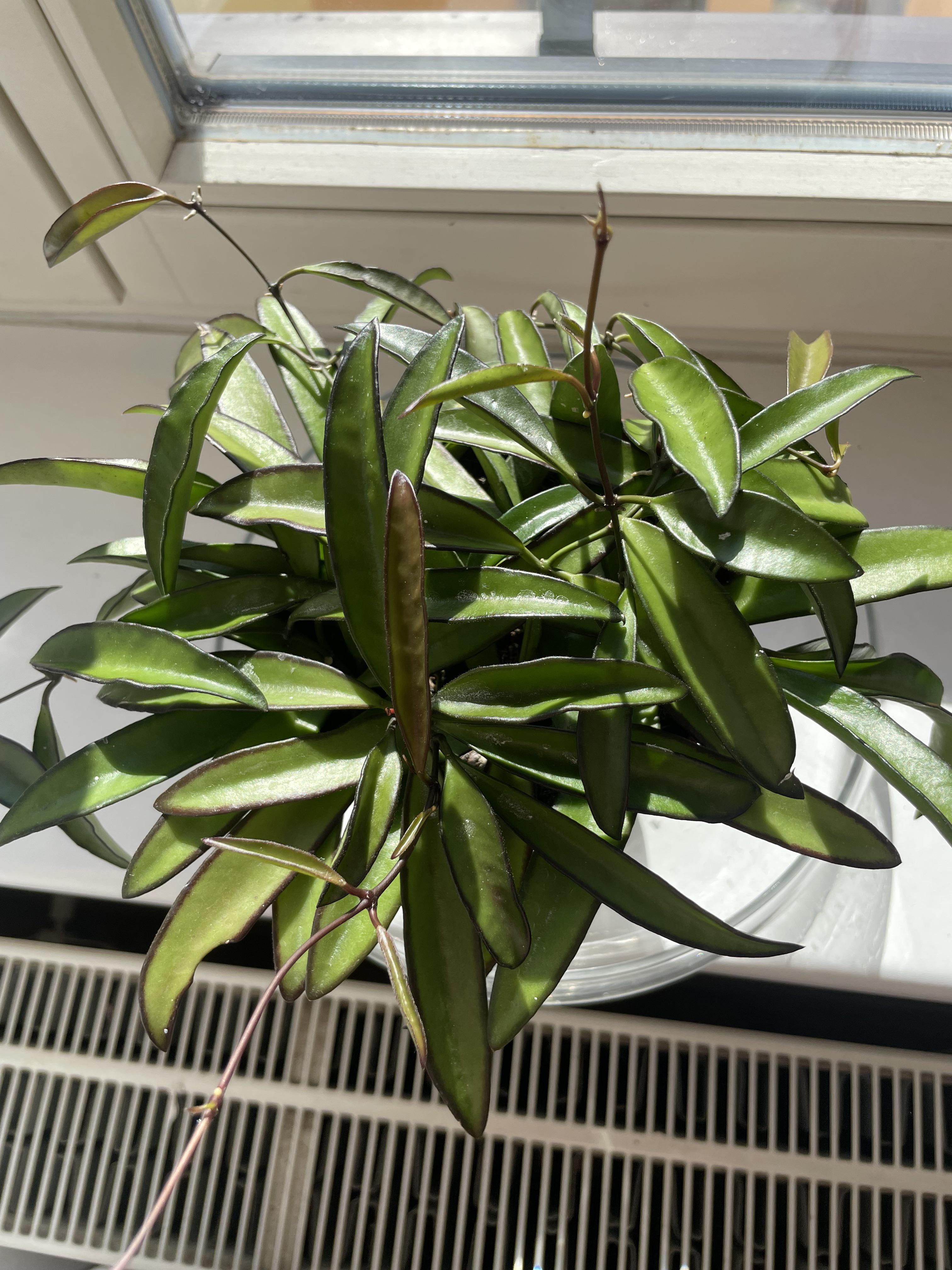 Hoya wayetii direct sunlight r/hoyas