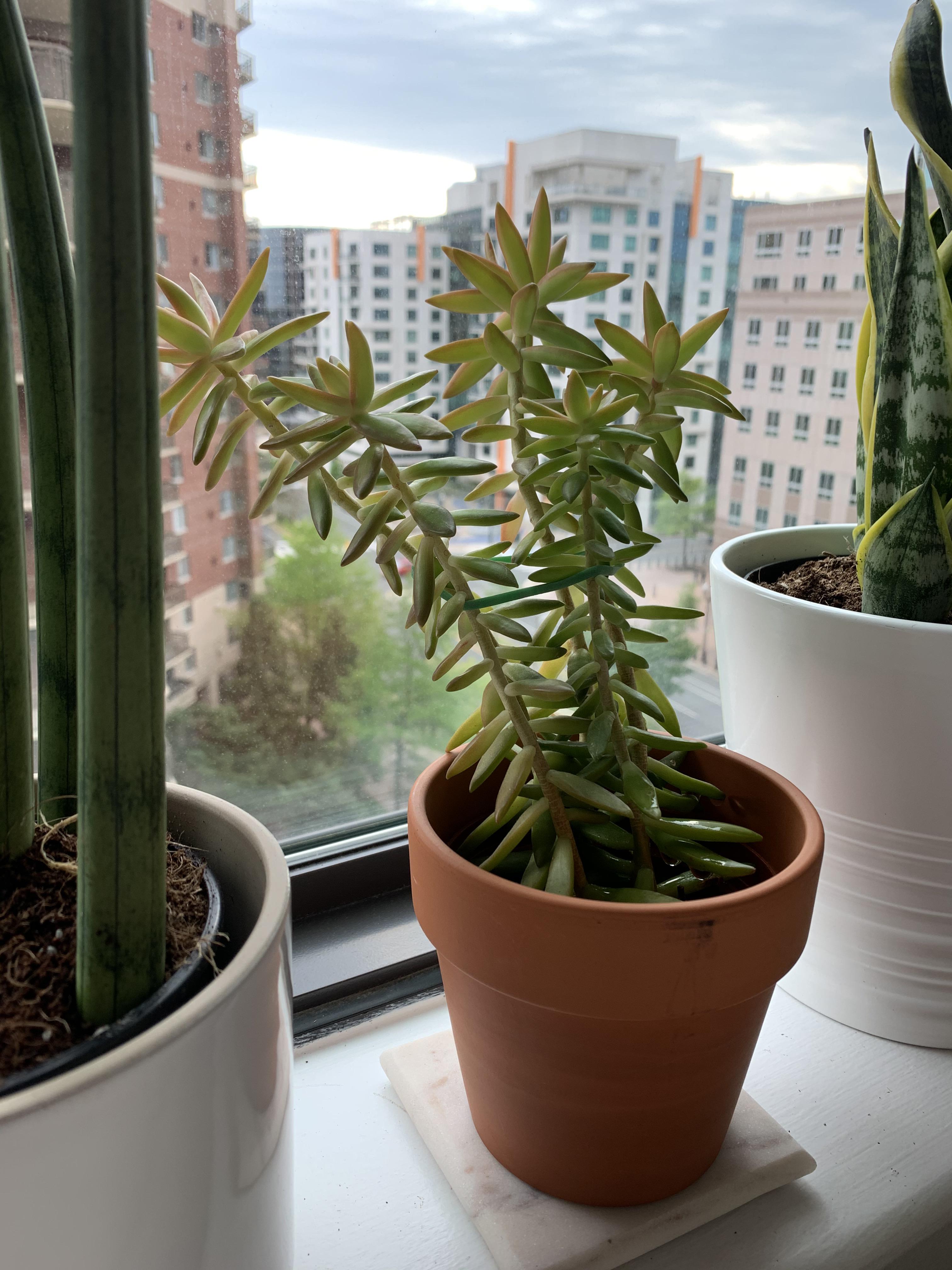 How do I repot this guy so he stops tipping over? I’m glad he’s