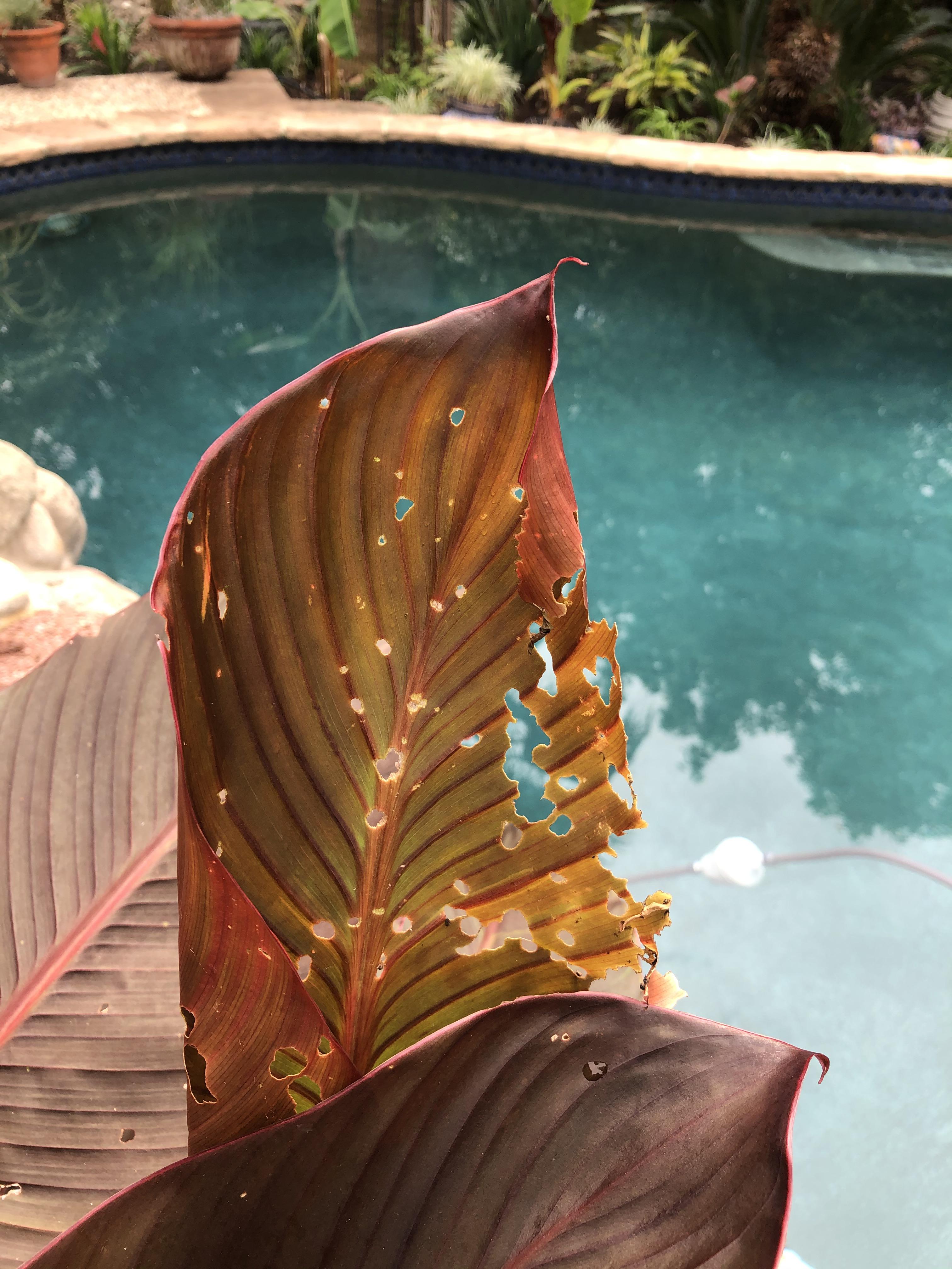 What is eating my Cannas. San Antonio TX r/plantclinic