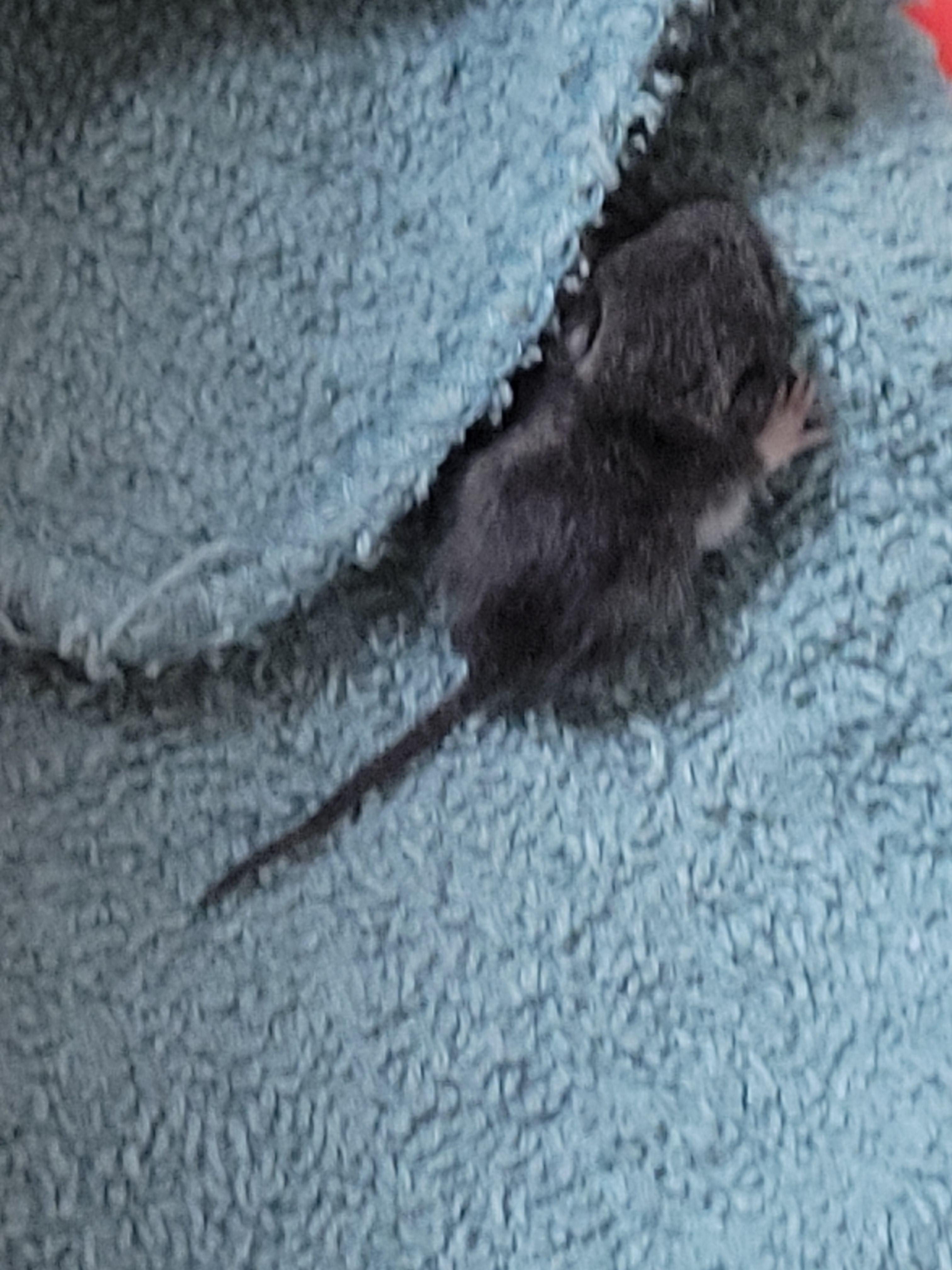 Changeable Surrounded Unreadable best bait for mouse traps reddit