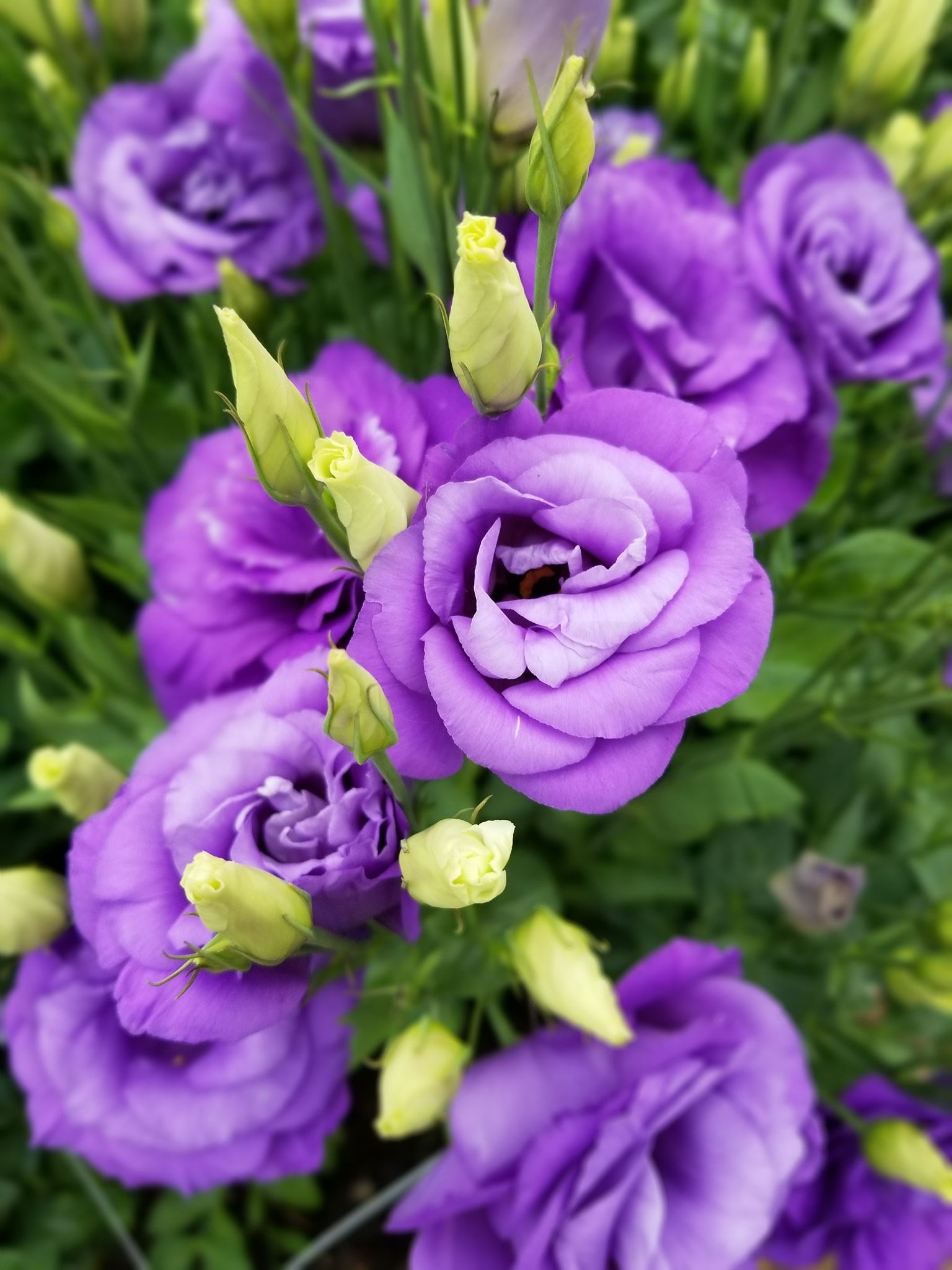 Beautiful Lisianthus, my favorite flower! Grown in a hoophouse, zone 5b