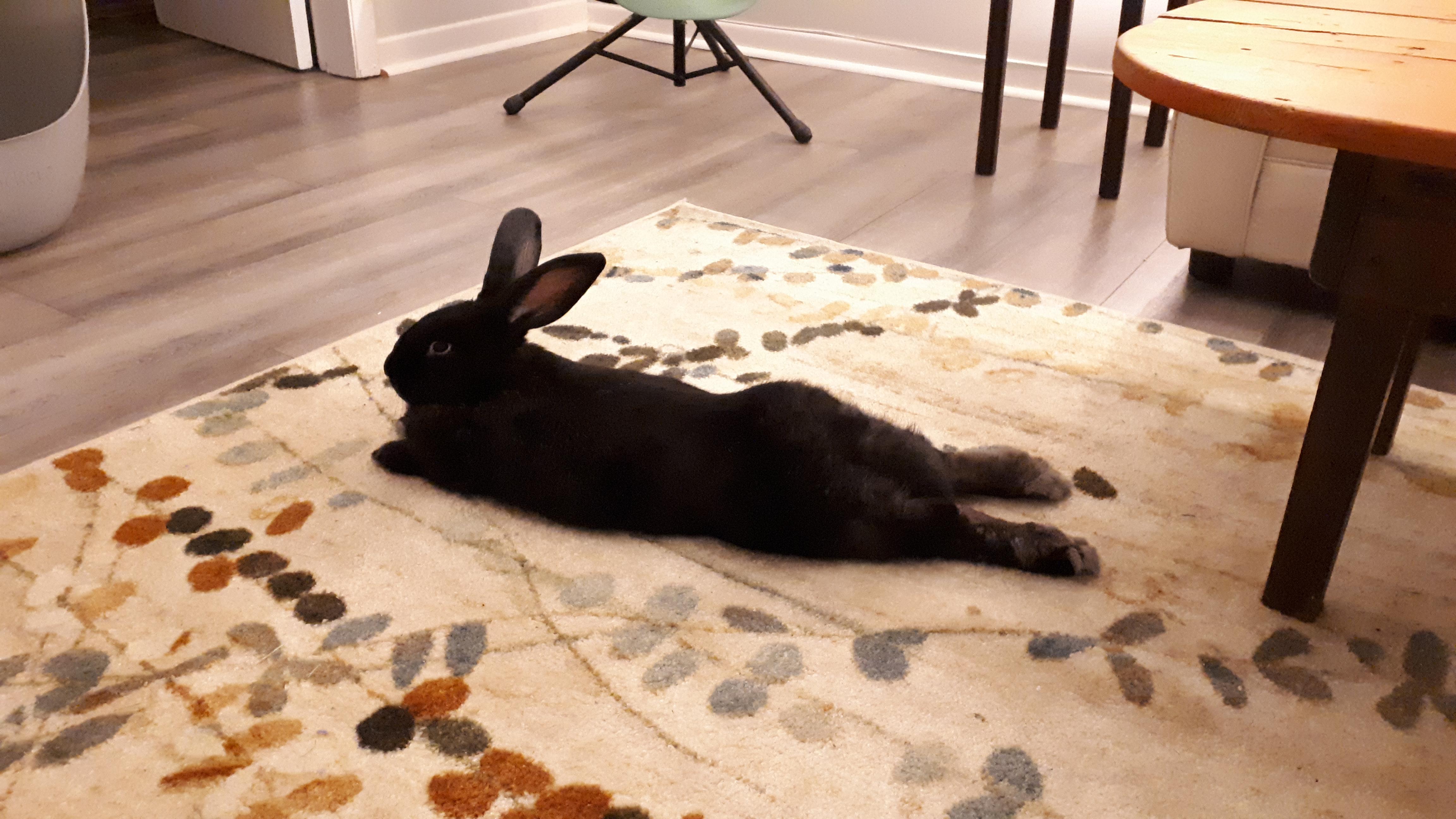 Holiday Sploots. r/Rabbits