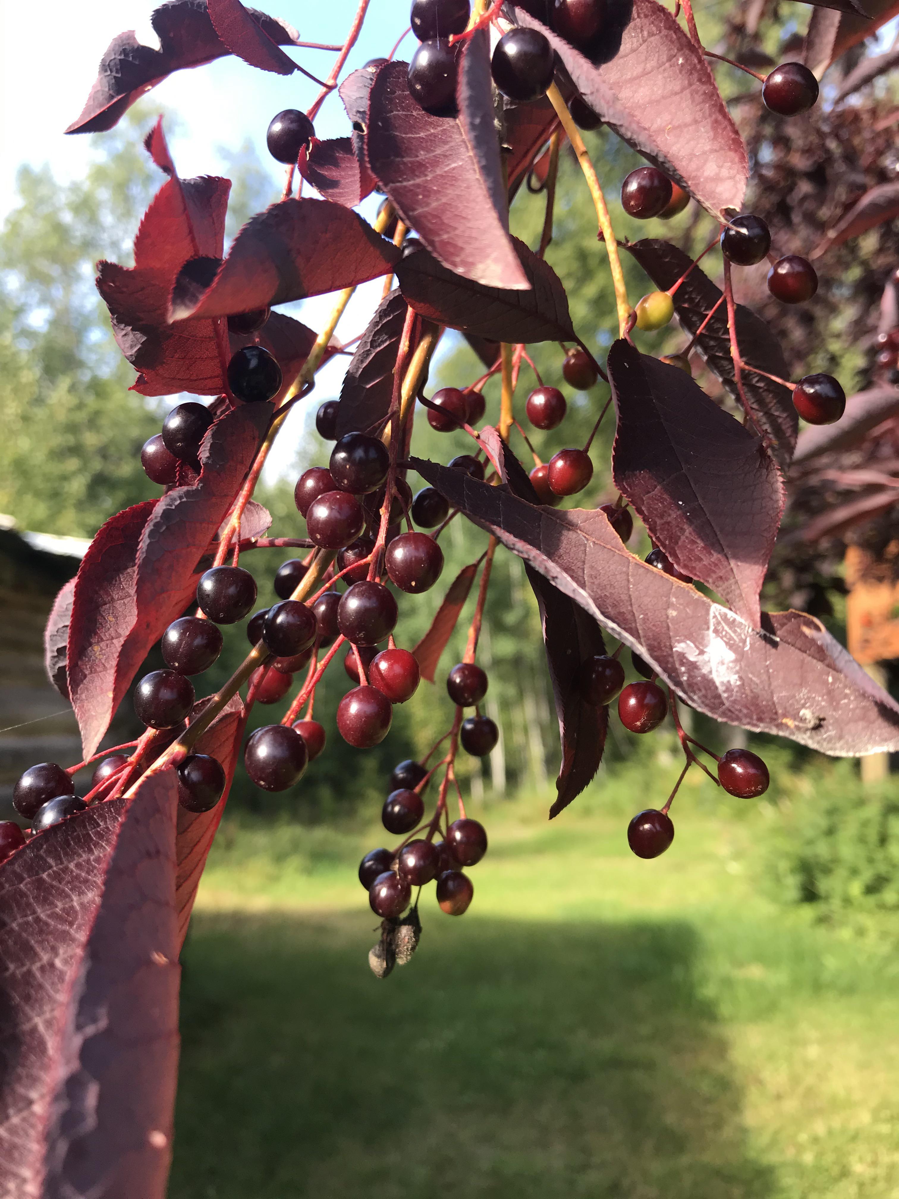 Are these choke cherries? Are they edible? r/gardening
