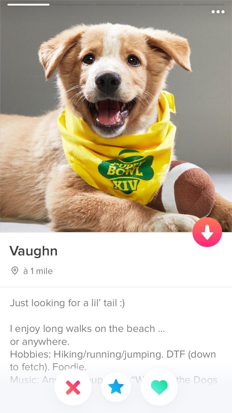 Dogs are taking over Tinder r/Dogfree