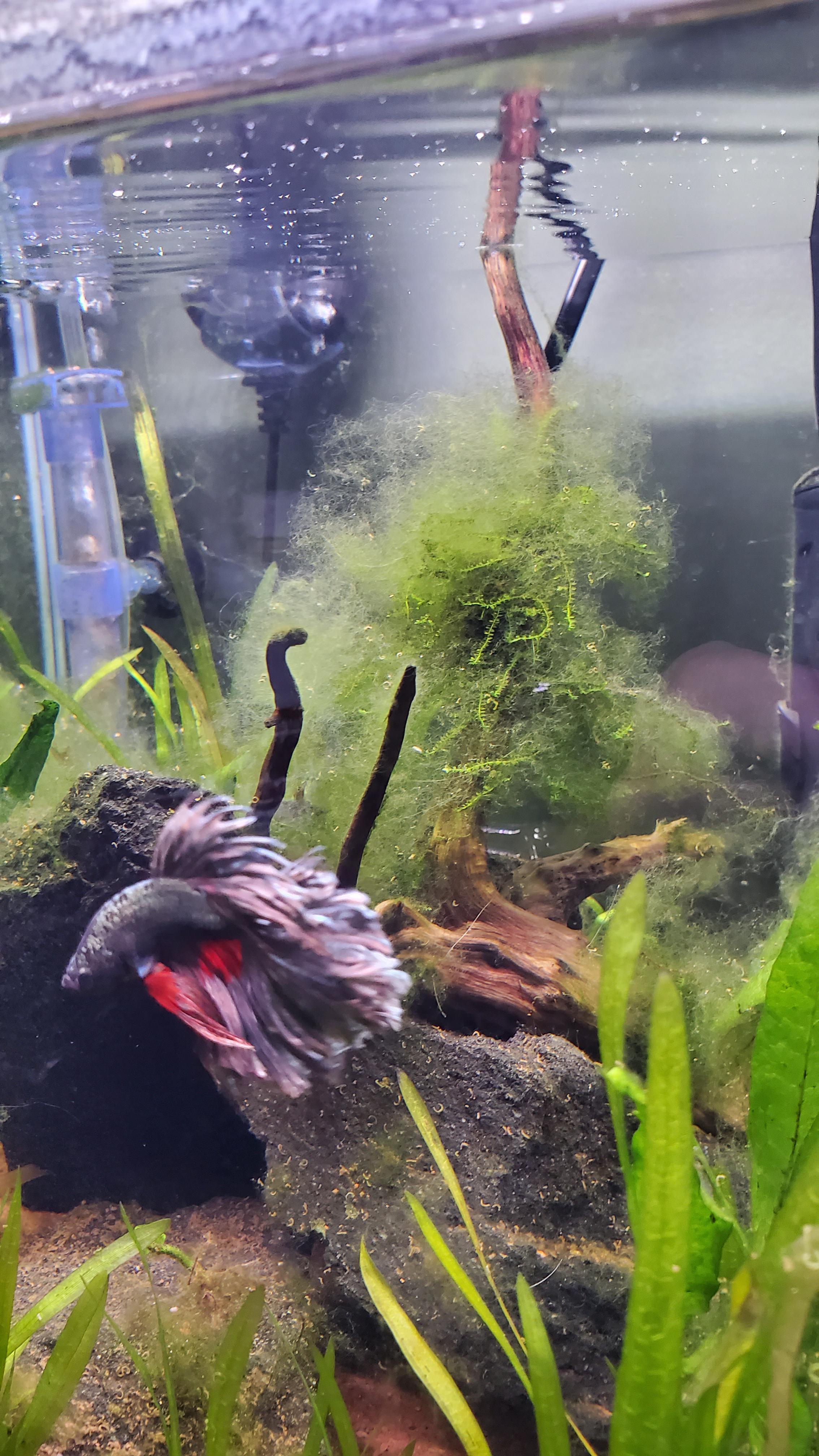 Drift wood fungus?? r/Aquariums