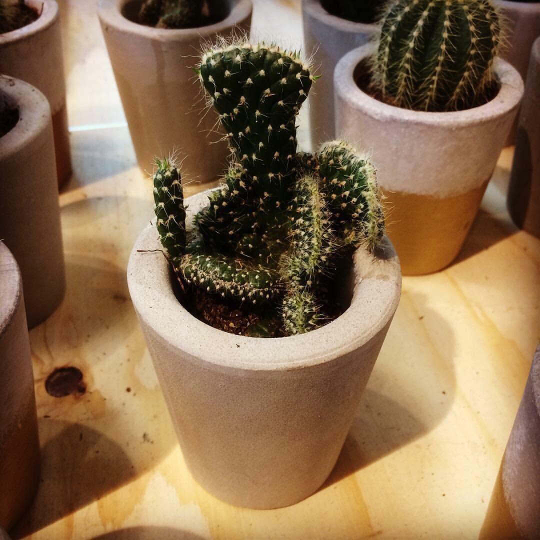 Just chillin’ Cactus in Urban Outfitters looked like a guy relaxing