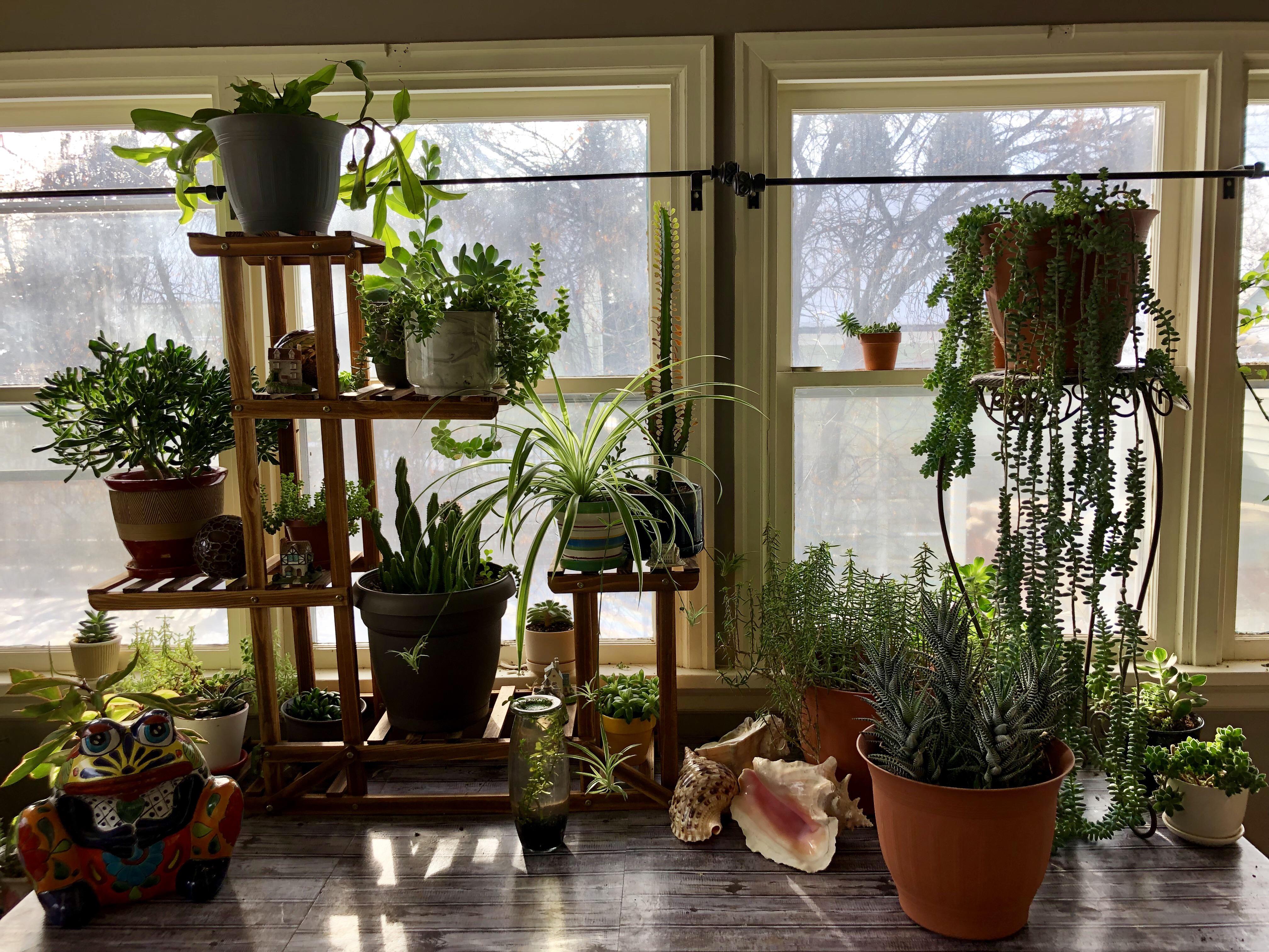 My dining room plant setup! r/plants