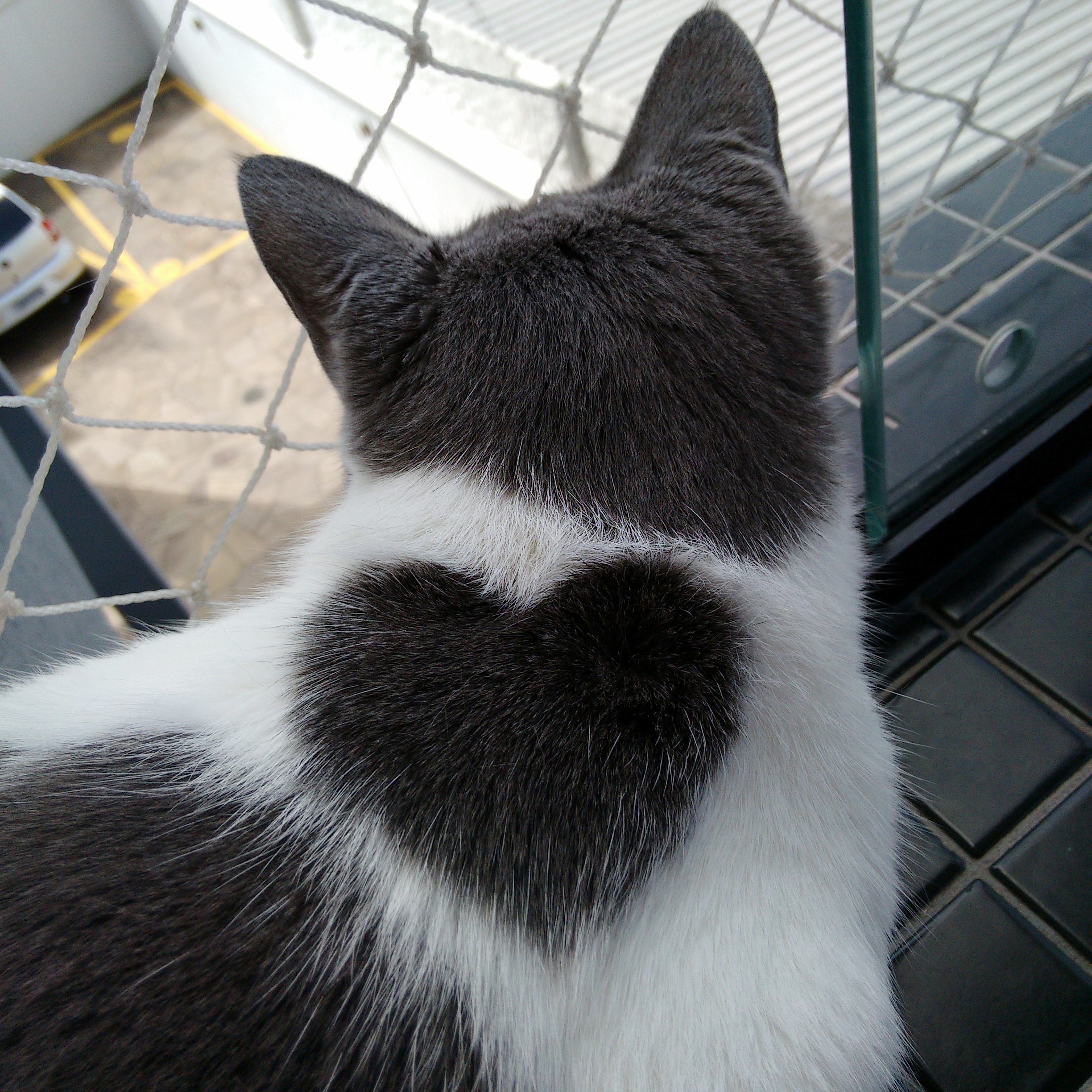 after a little combing, my cat's back spot turns into a heart. r/cats