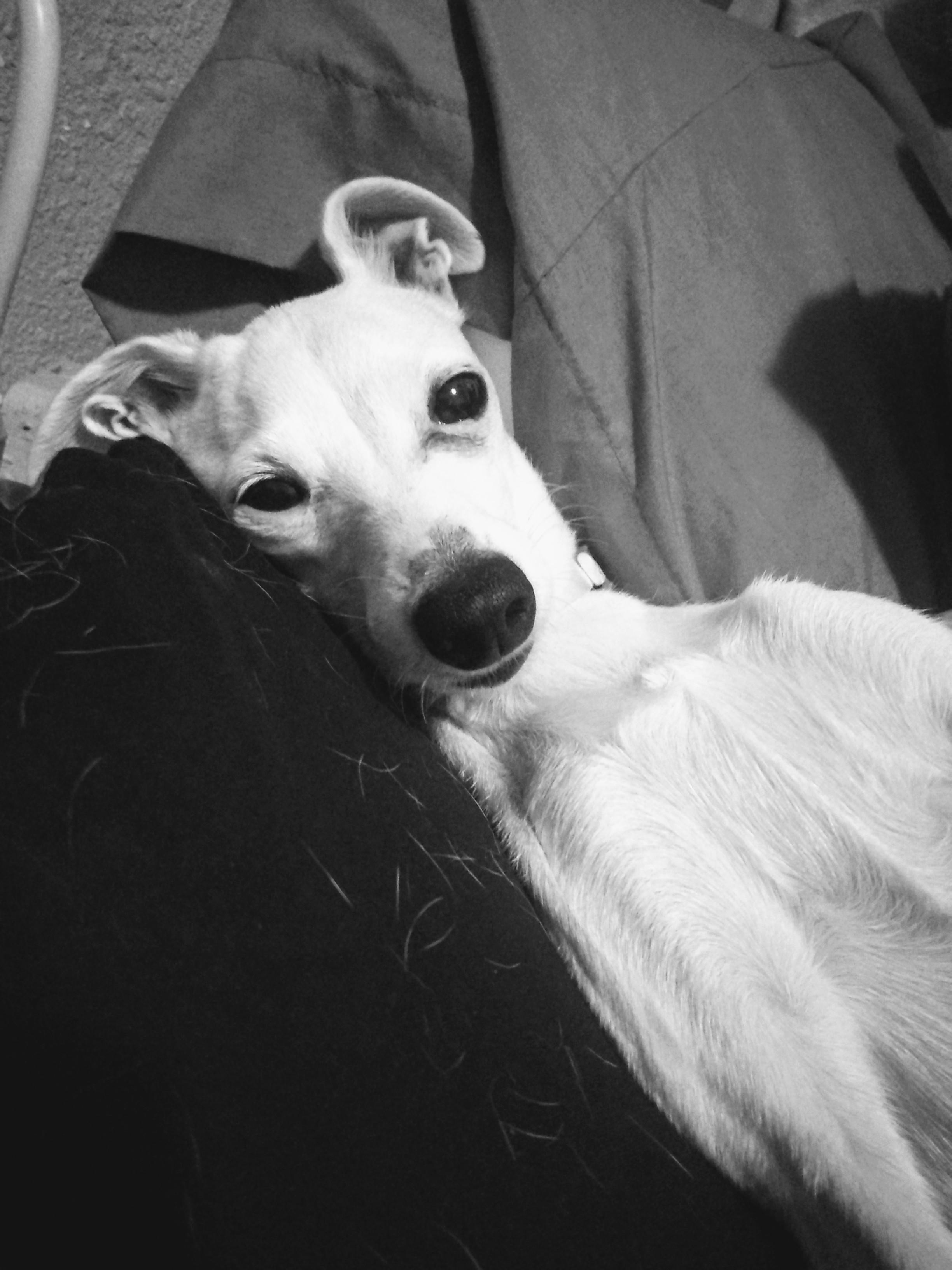 Little dog sheds so much r/ItalianGreyhounds