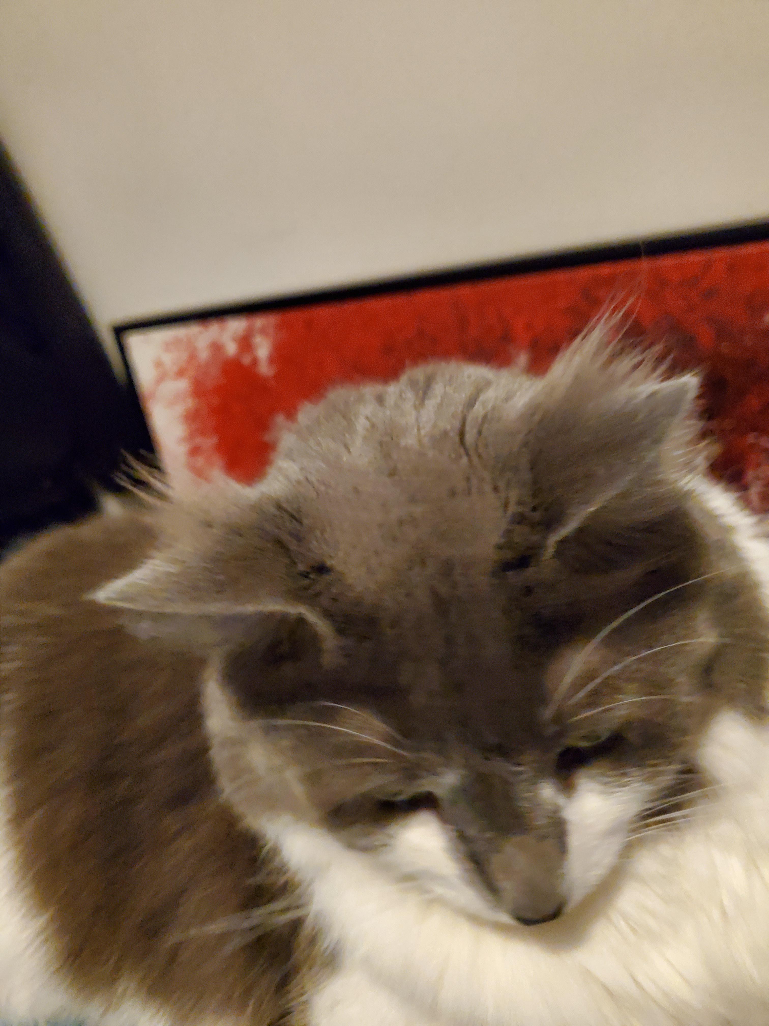 Is there a name for these tufts of hair that are growing behind my cat
