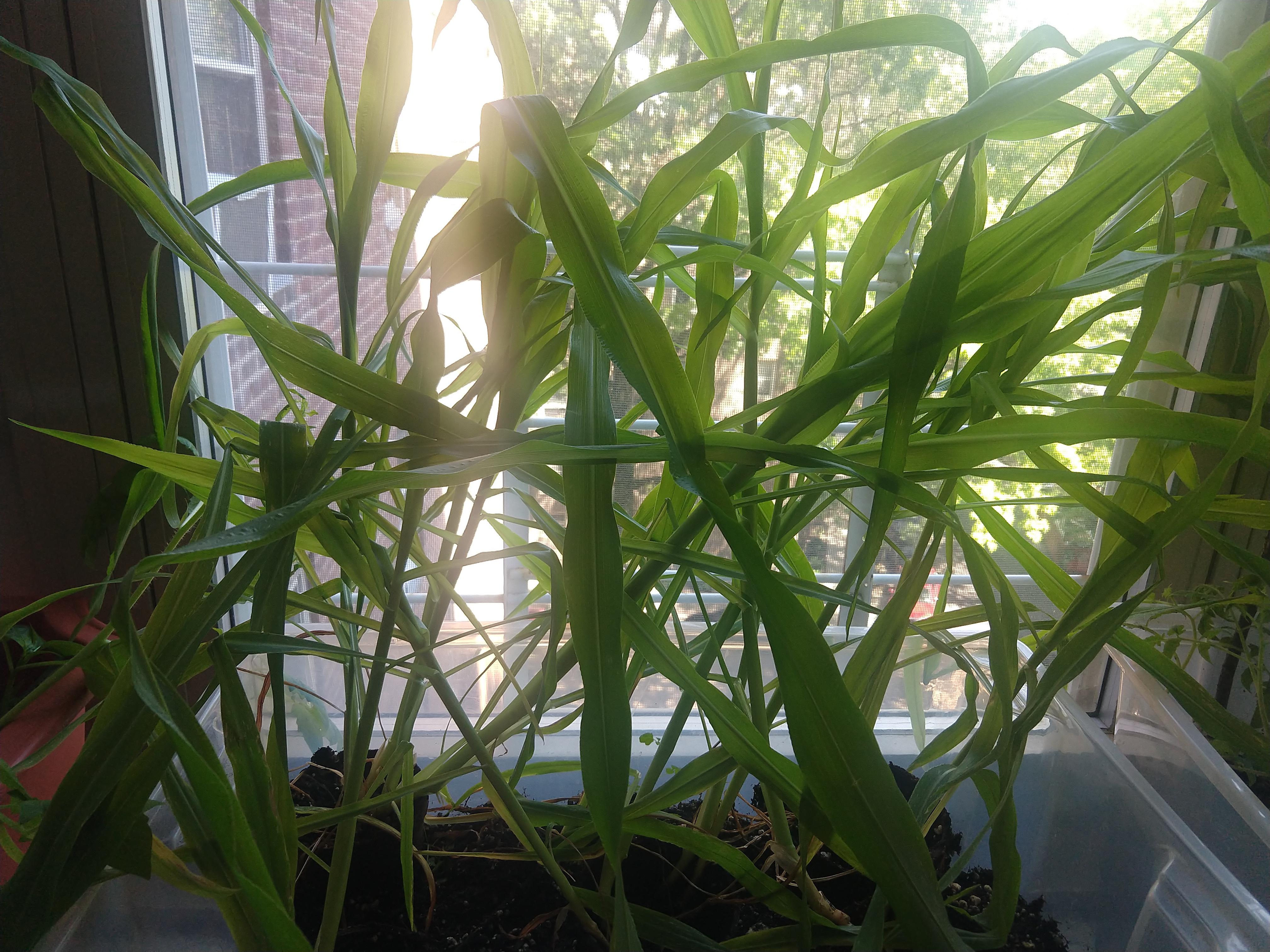 My corn is droopy. What am I doing wrong? Is it too much water or too much sun? Or not enough