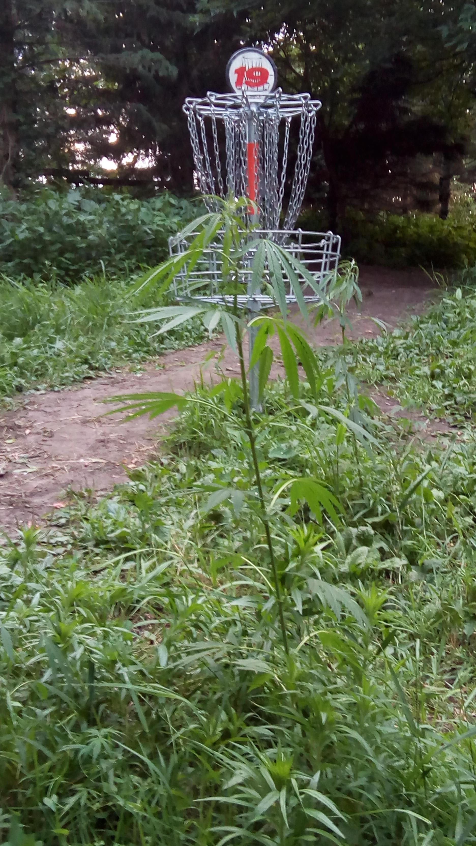 The only hole in disc golf where you avoid landing on the green. r