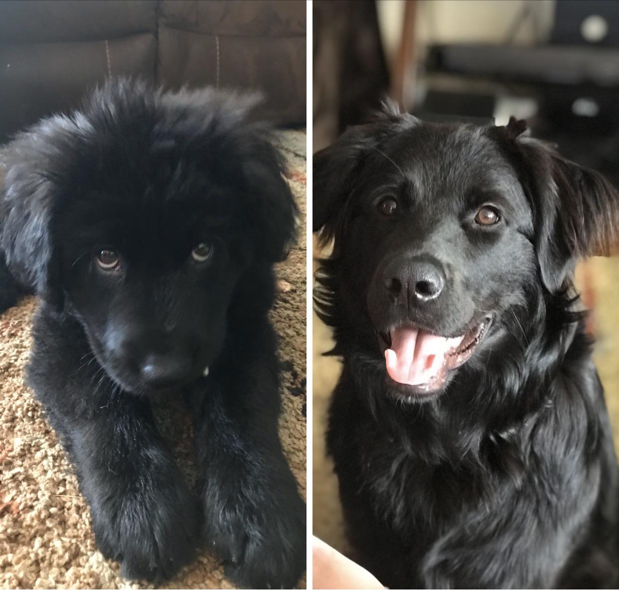 German Shepherd Mixed With Golden Retriever Black