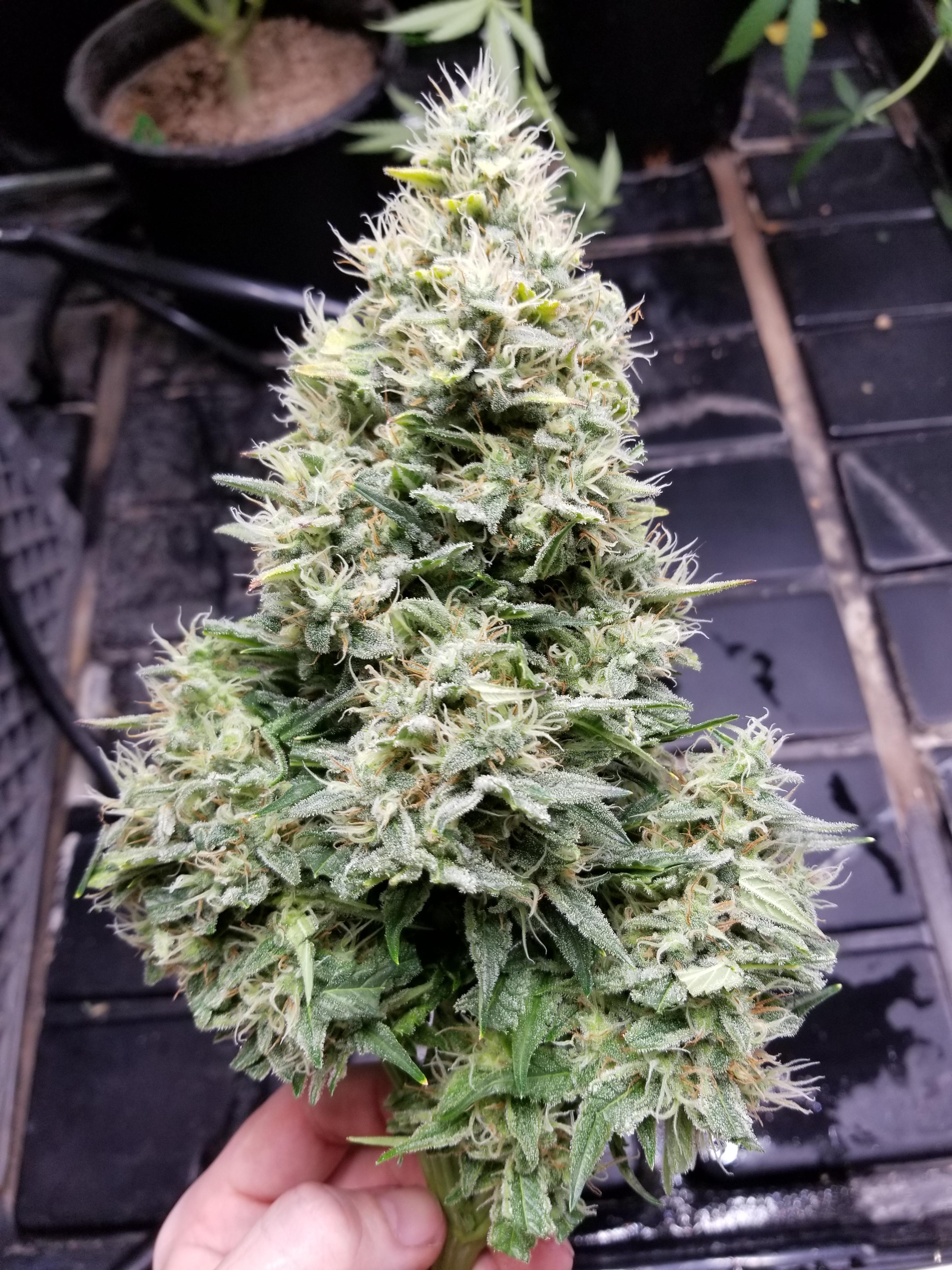 "Pure Power Plant" early harvest microgrowery