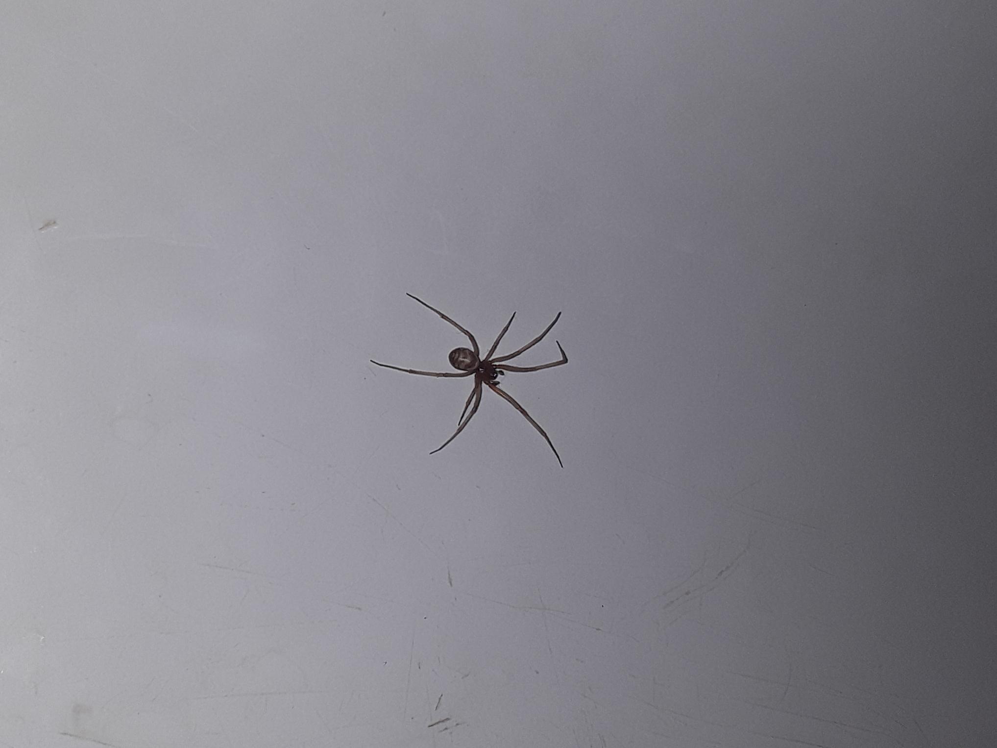 Dunno much about spiders but i like em and wanna learn about them