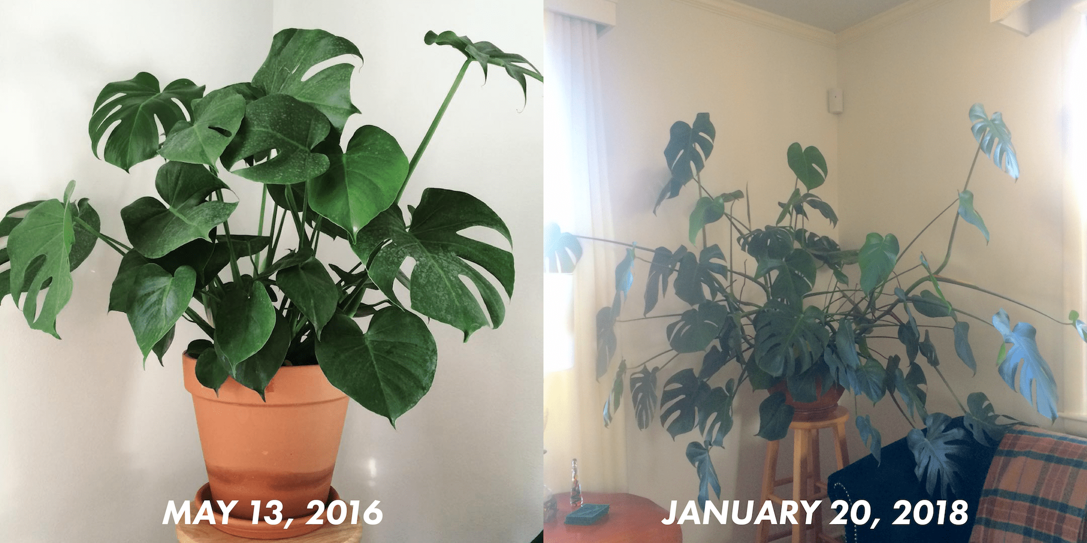 Monstera / Swiss Cheese Plant 20 months of growth r/houseplants