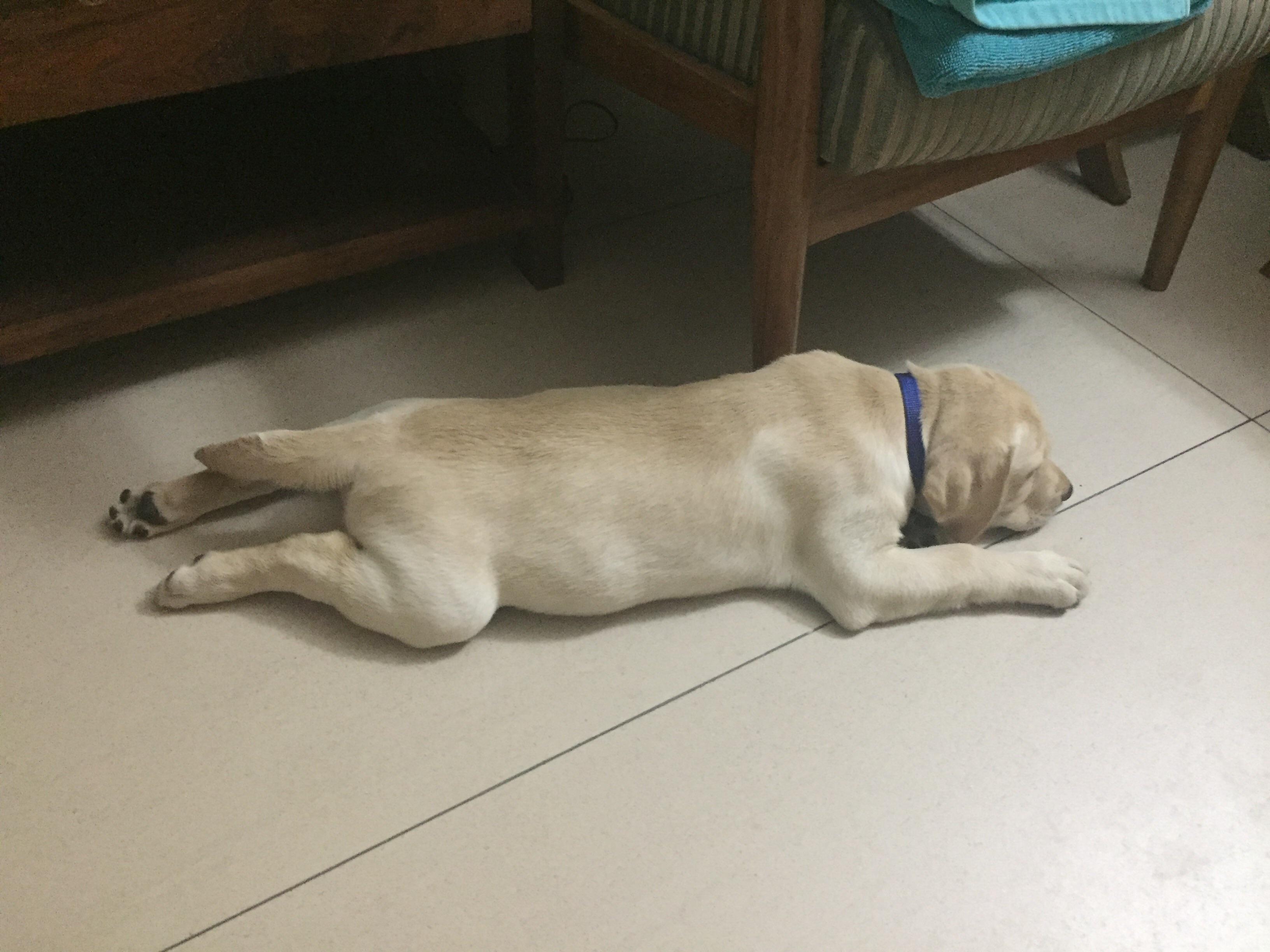 He just loves the cold floor r/dogpictures