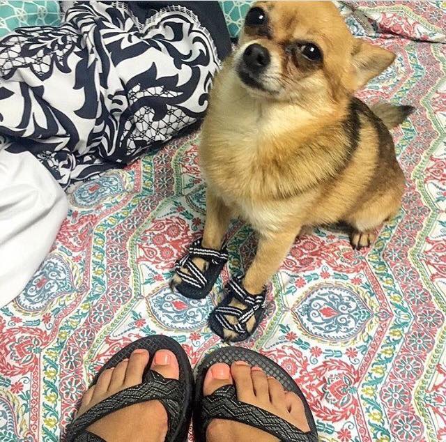 One of us is going to have to change... Chihuahua