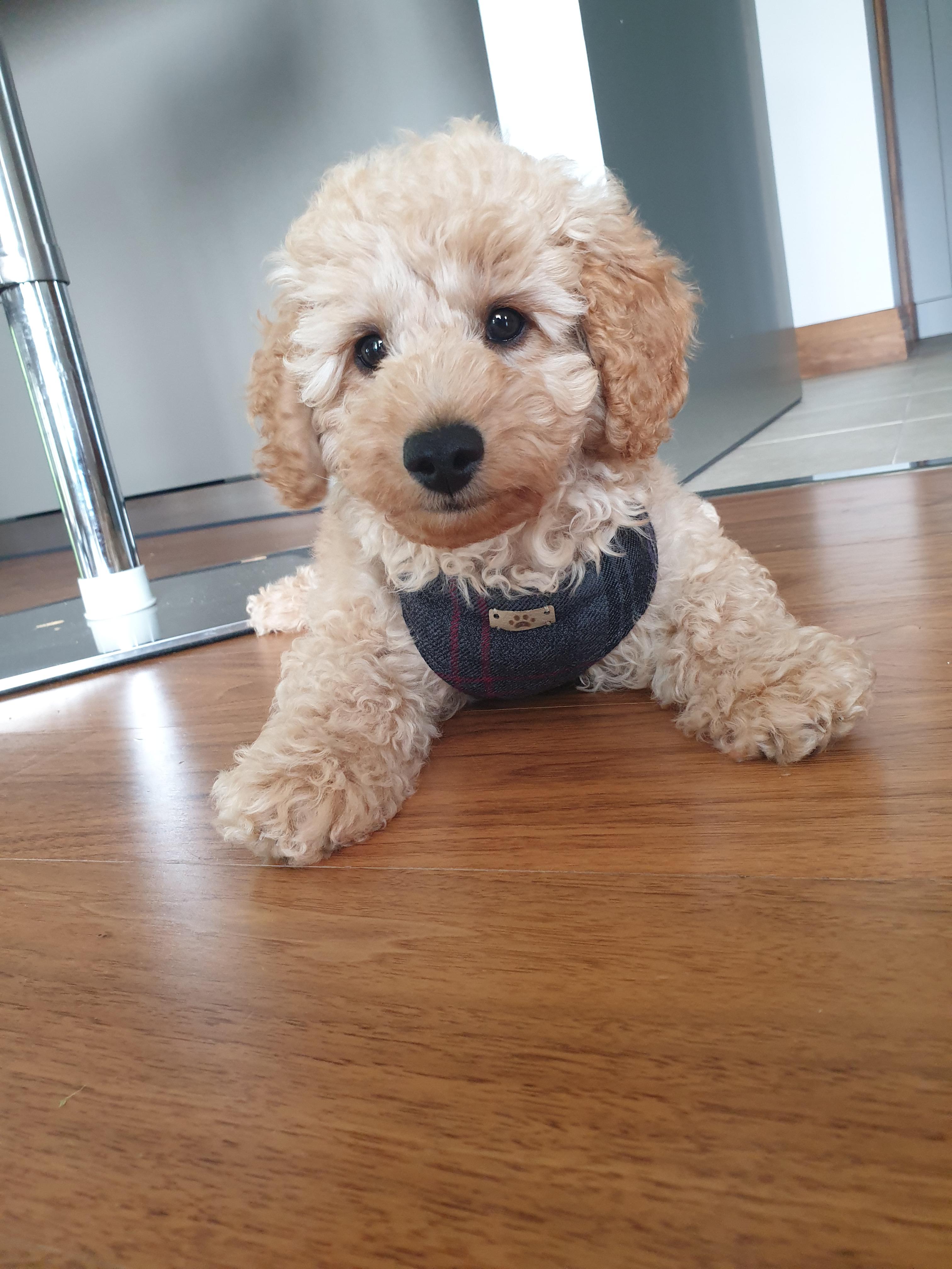 This is Bertie, a 5 month old toy poodle. 🐶 r/aww