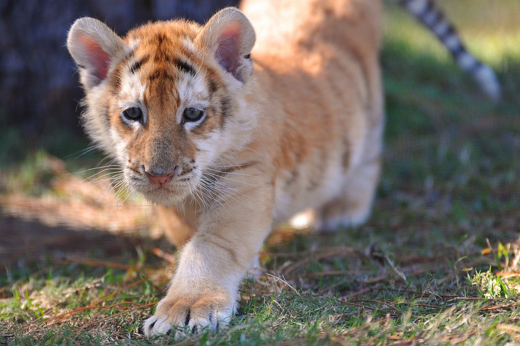 Strawberry Tiger cub (AKA Golden Tiger cub) r/aww