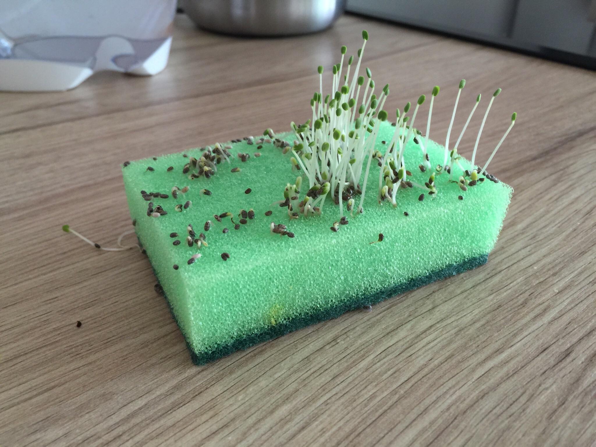 Seeds have sprouted on a sponge I used to clean my blender r